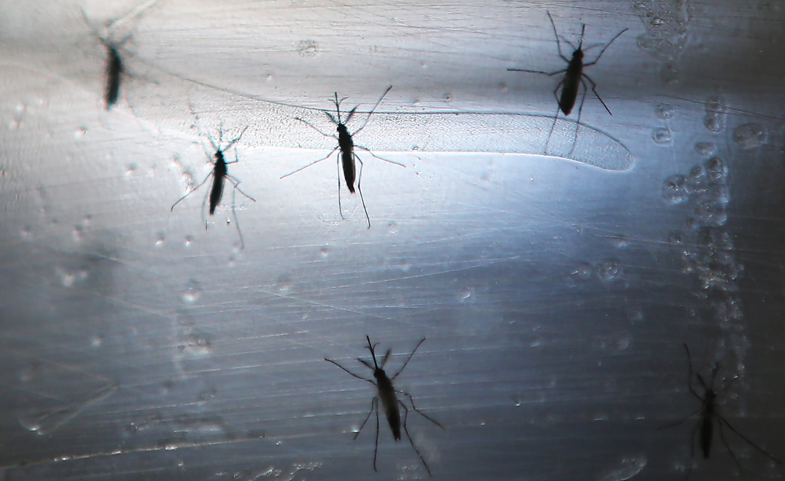 RECIFE, BRAZIL - JUNE 02: Aedes aegypti mosquitos are seen in a lab at the Fiocruz Institute on June 2, 2016 in Recife, Brazil. Microcephaly is a birth defect linked to the mosquito-borne Zika virus where infants are born with abnormally small heads. The