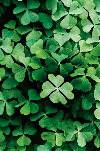 four-leaf-clovers
