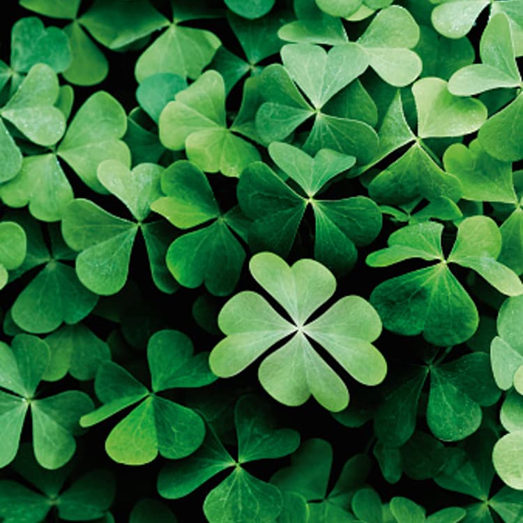 four-leaf-clovers