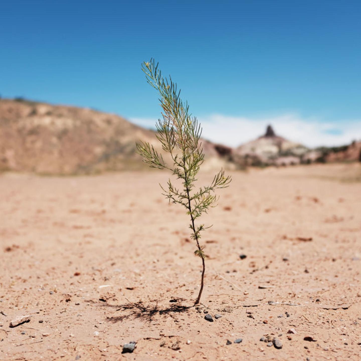 drought navajo plant