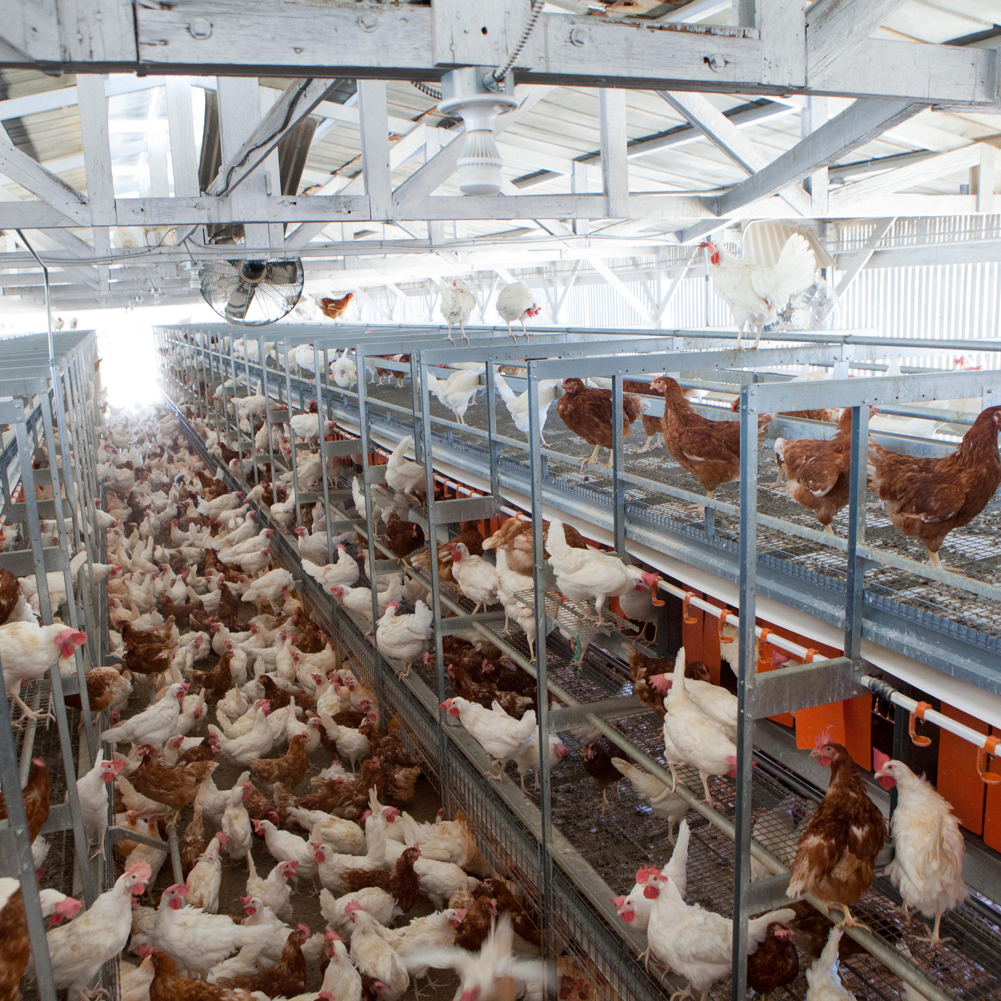 Chicken farms must convert to cage free in California