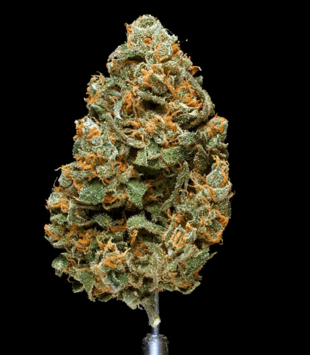 Hawgs Breath