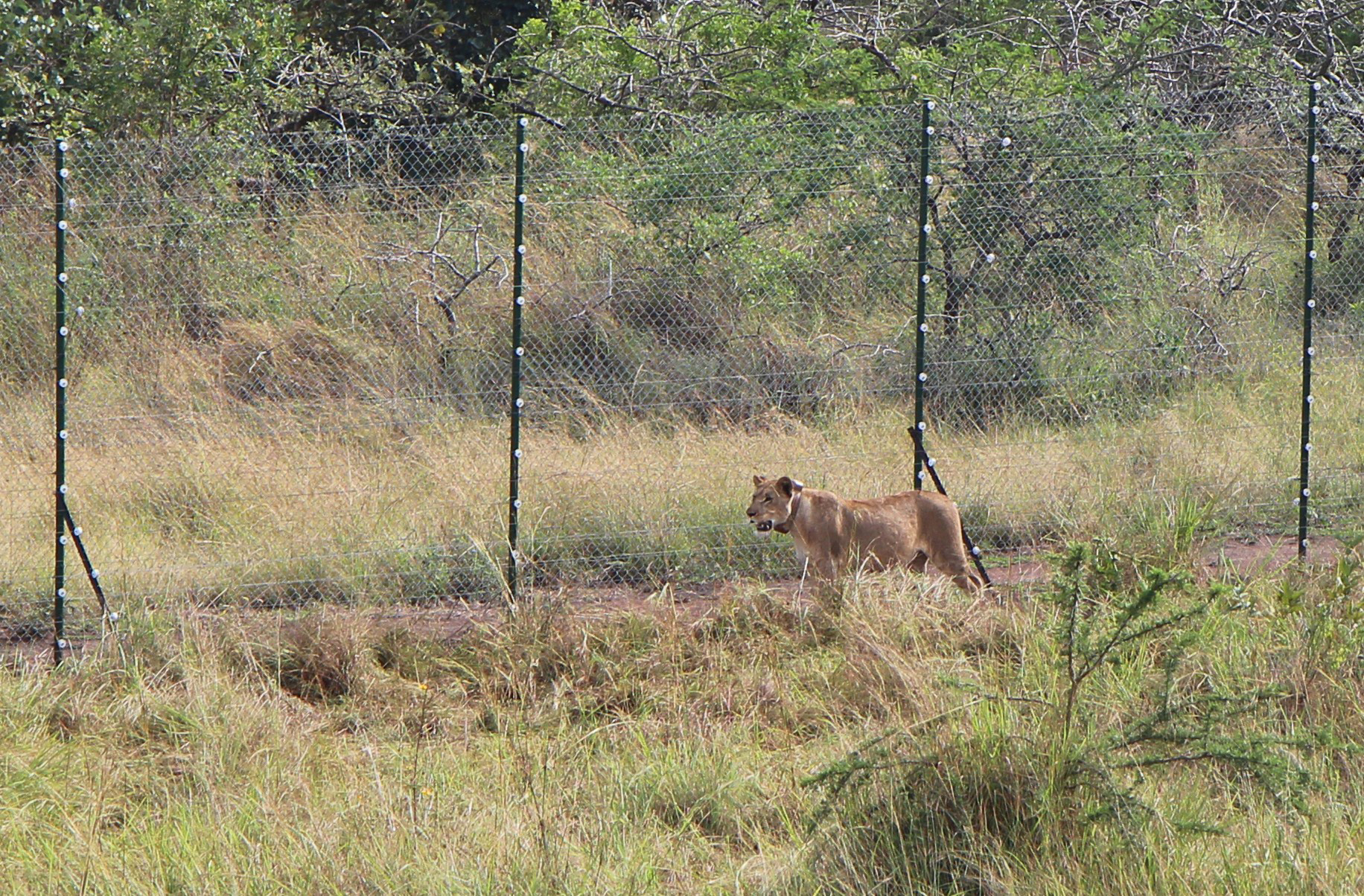 rwanda lion