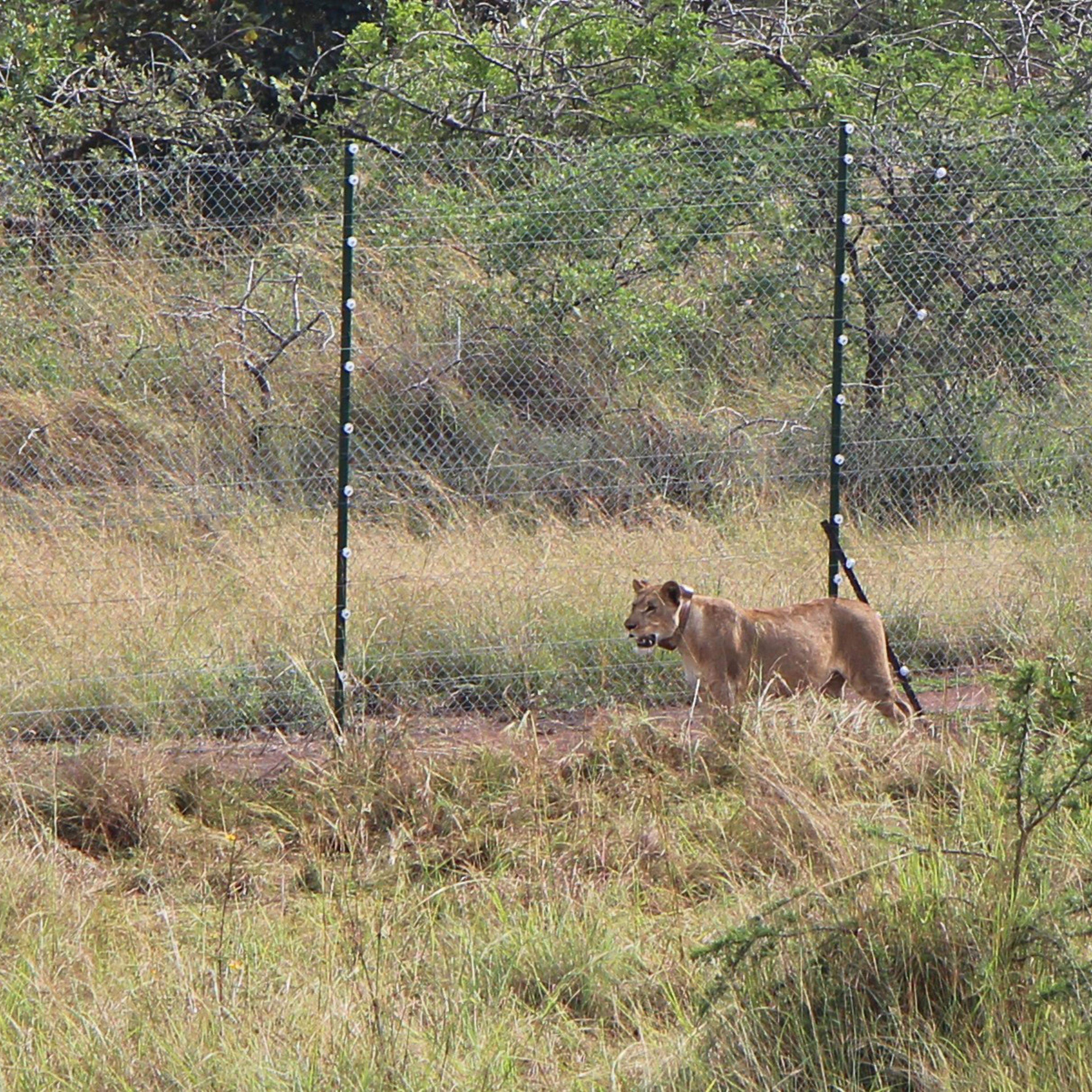 rwanda lion