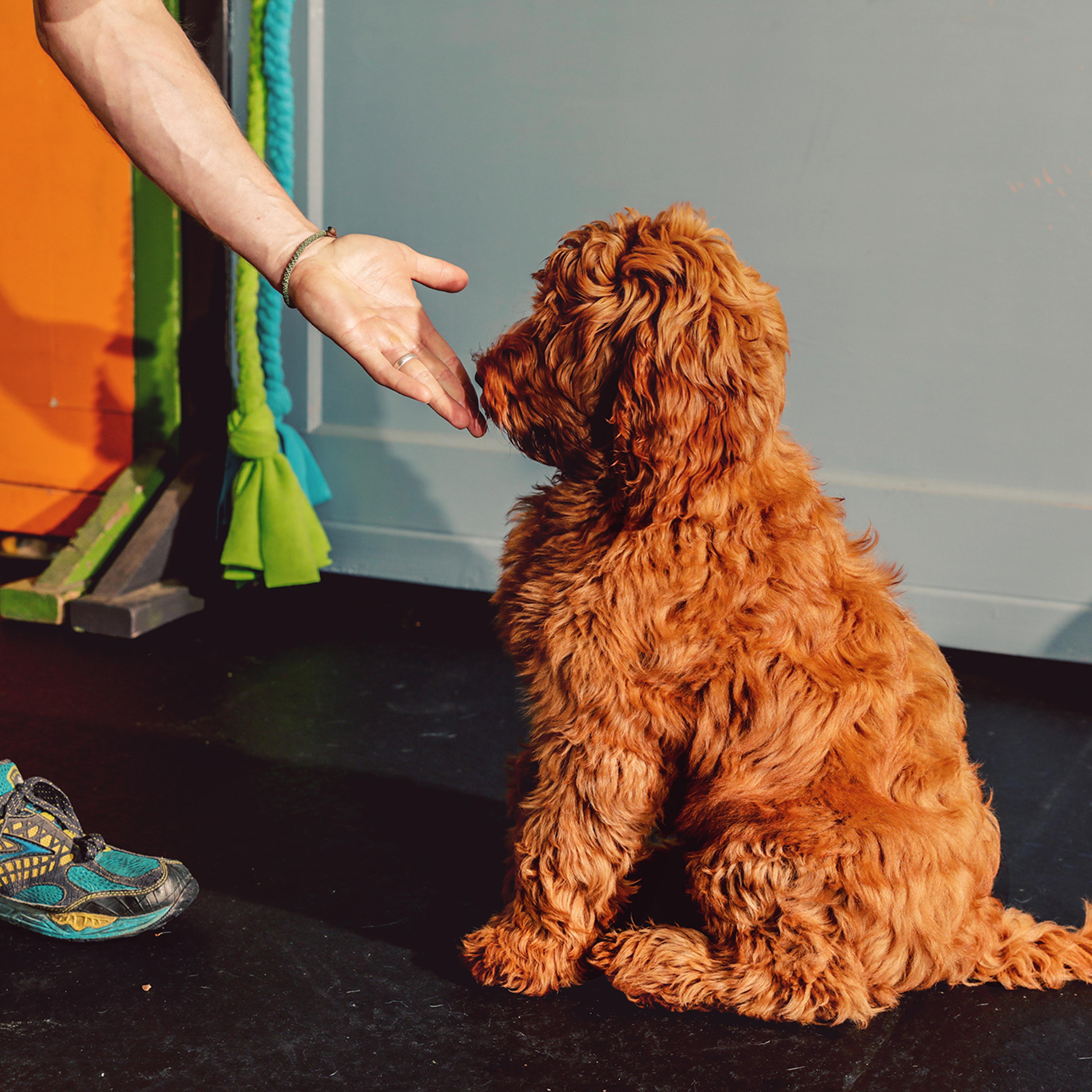 dog-training-positive-reinforcement