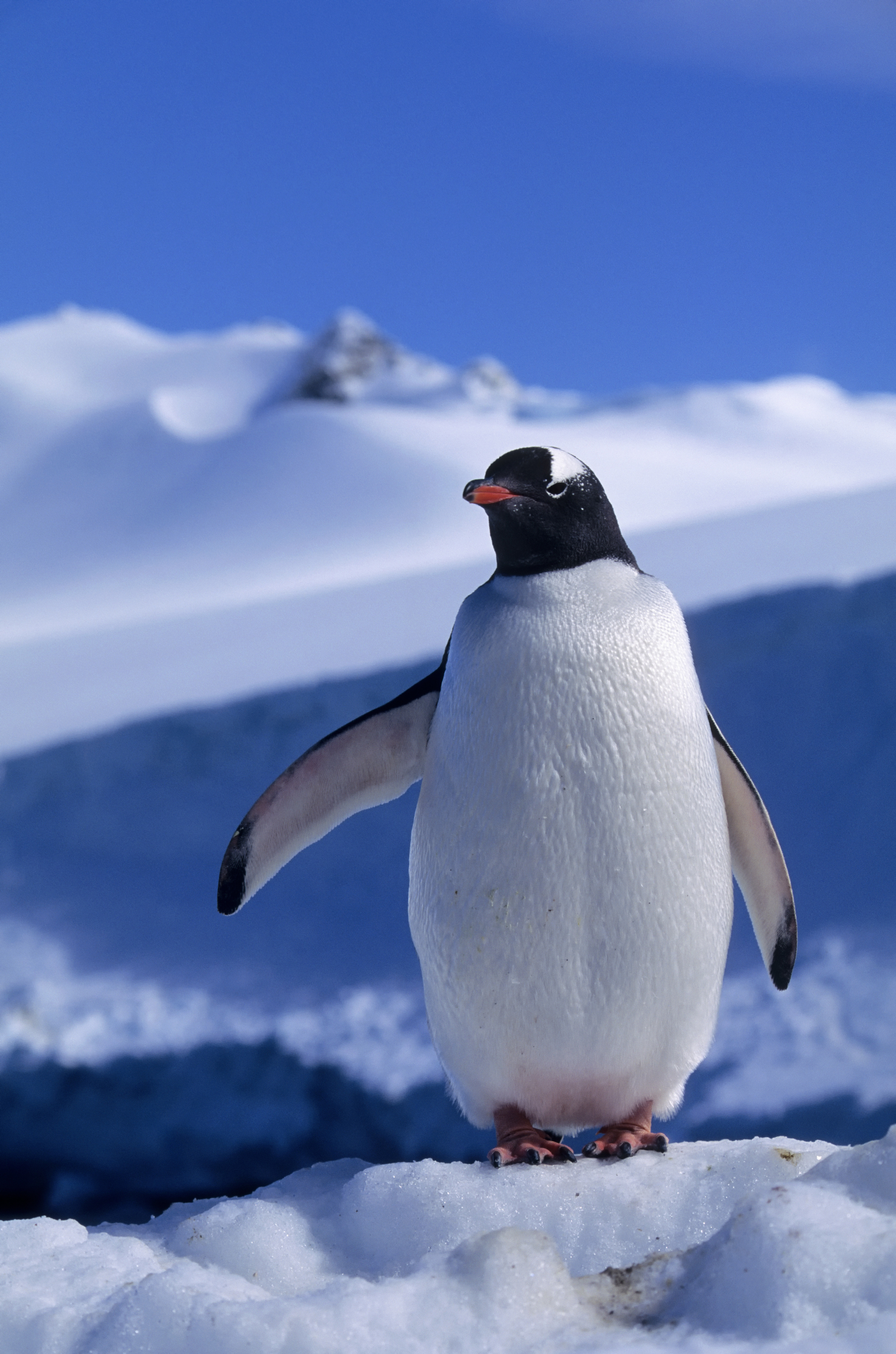 Antarctica, South Orkney Islands, Laurie Island, Gentoo