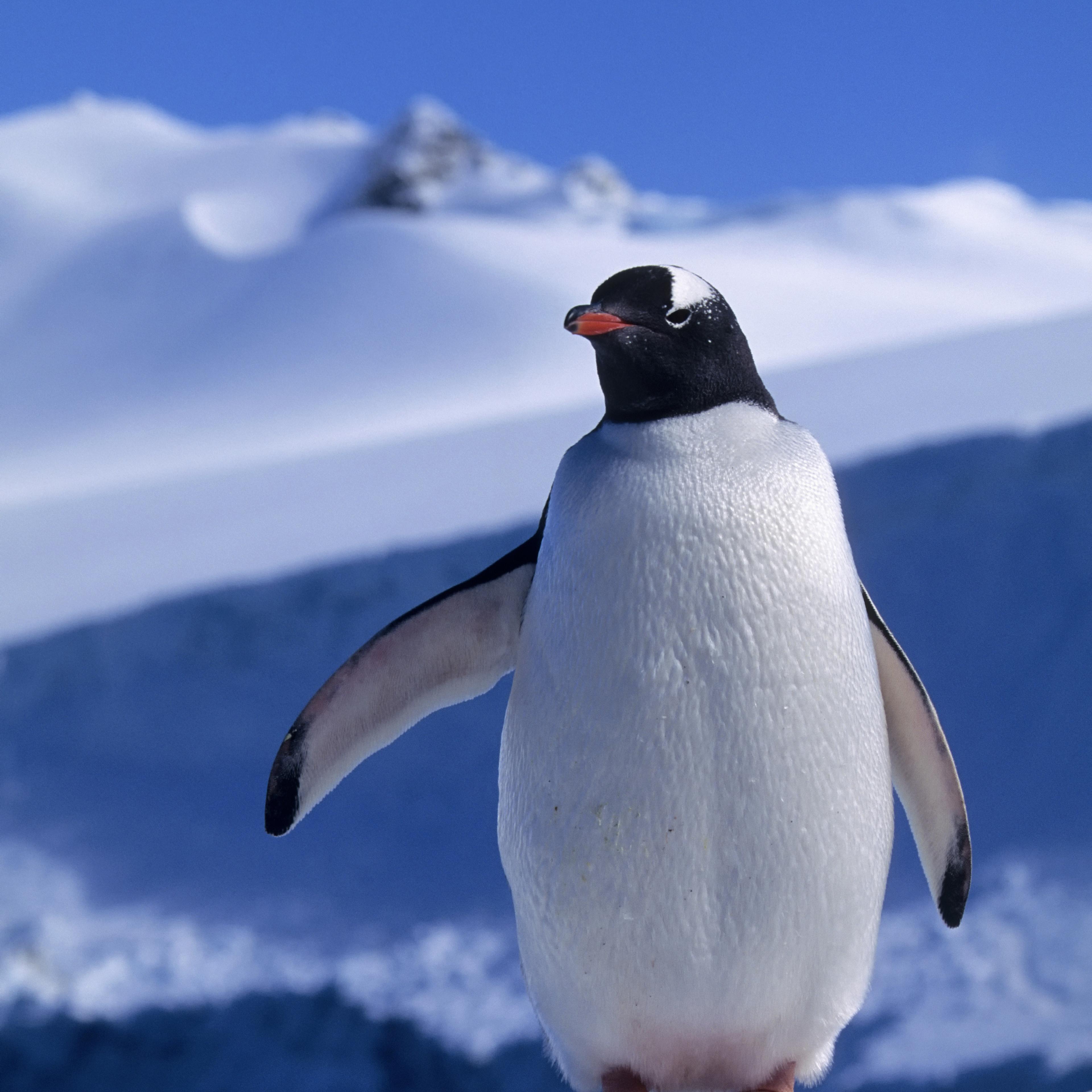 Antarctica, South Orkney Islands, Laurie Island, Gentoo