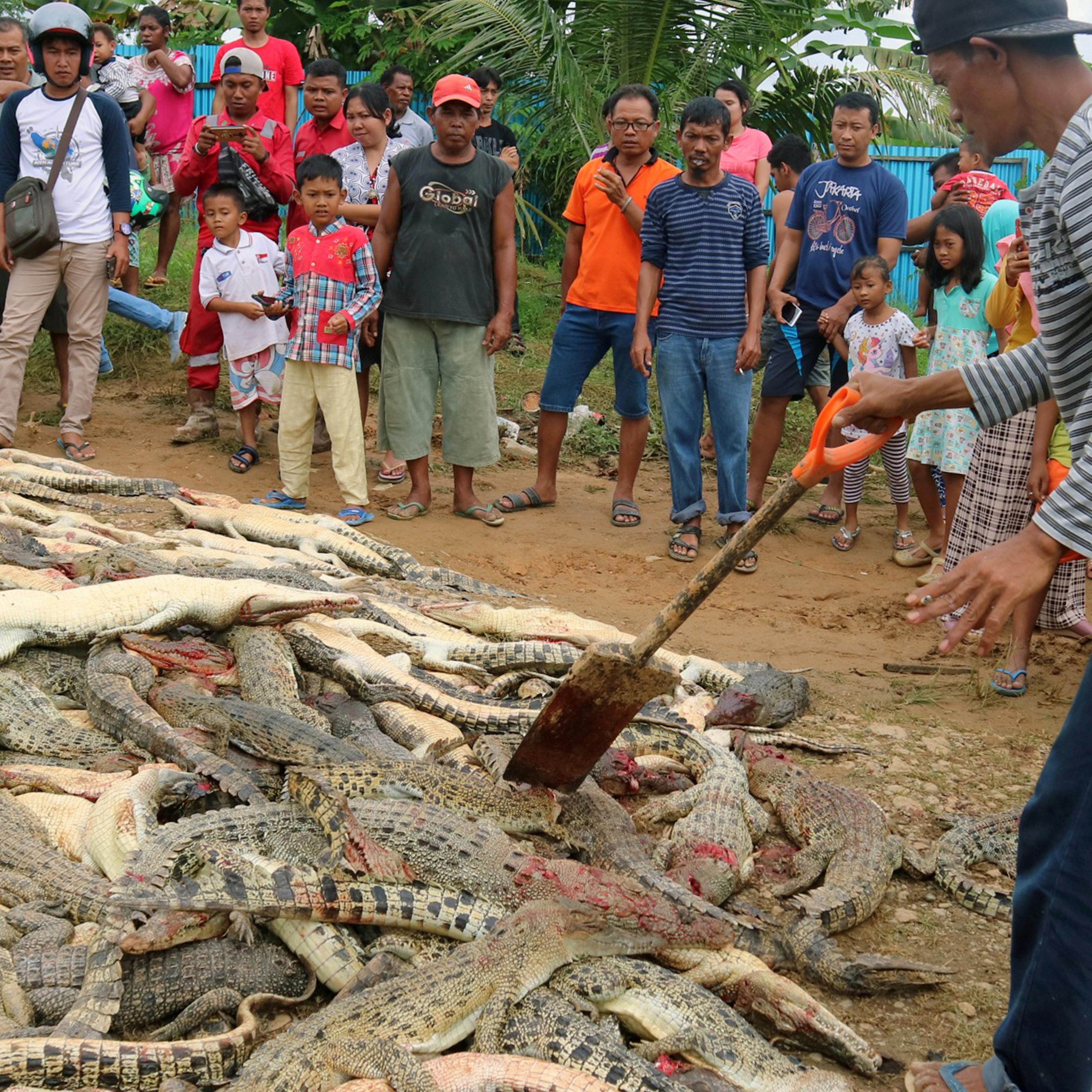Local residents look at the carcasses of hundreds of crocodiles from a breeding farm after they were killed by angry locals following the death of a man who was killed in a crocodile attack in Sorong regency, West Papua