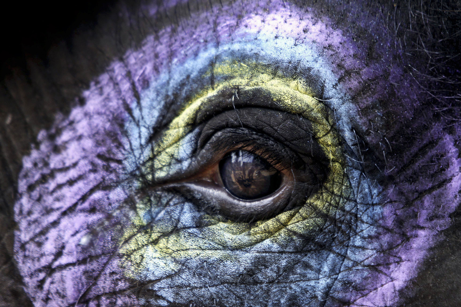 India Wildlife Week