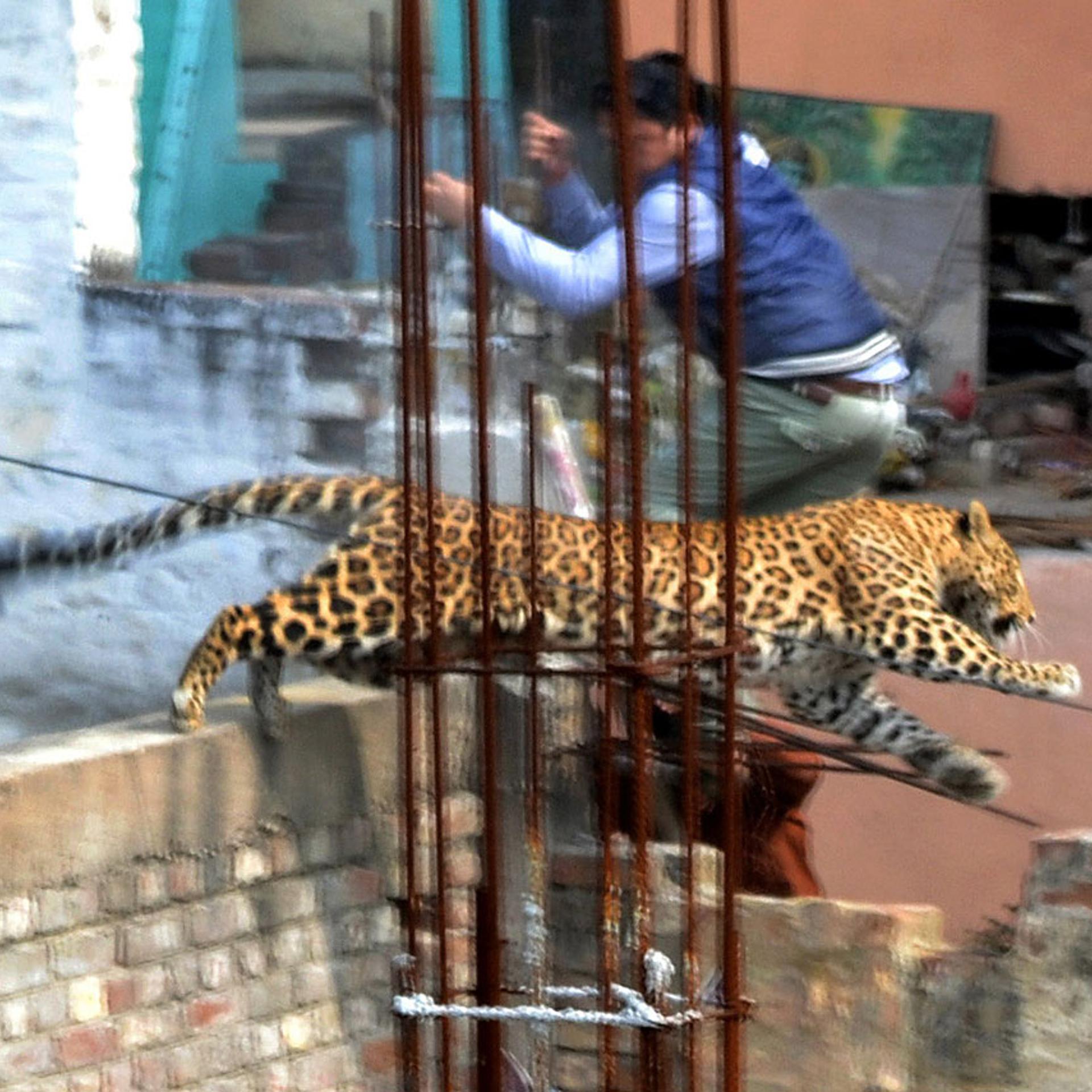 The leopard leaps across an under-construction structure near a furniture market in the Degumpur residential area of Meerut