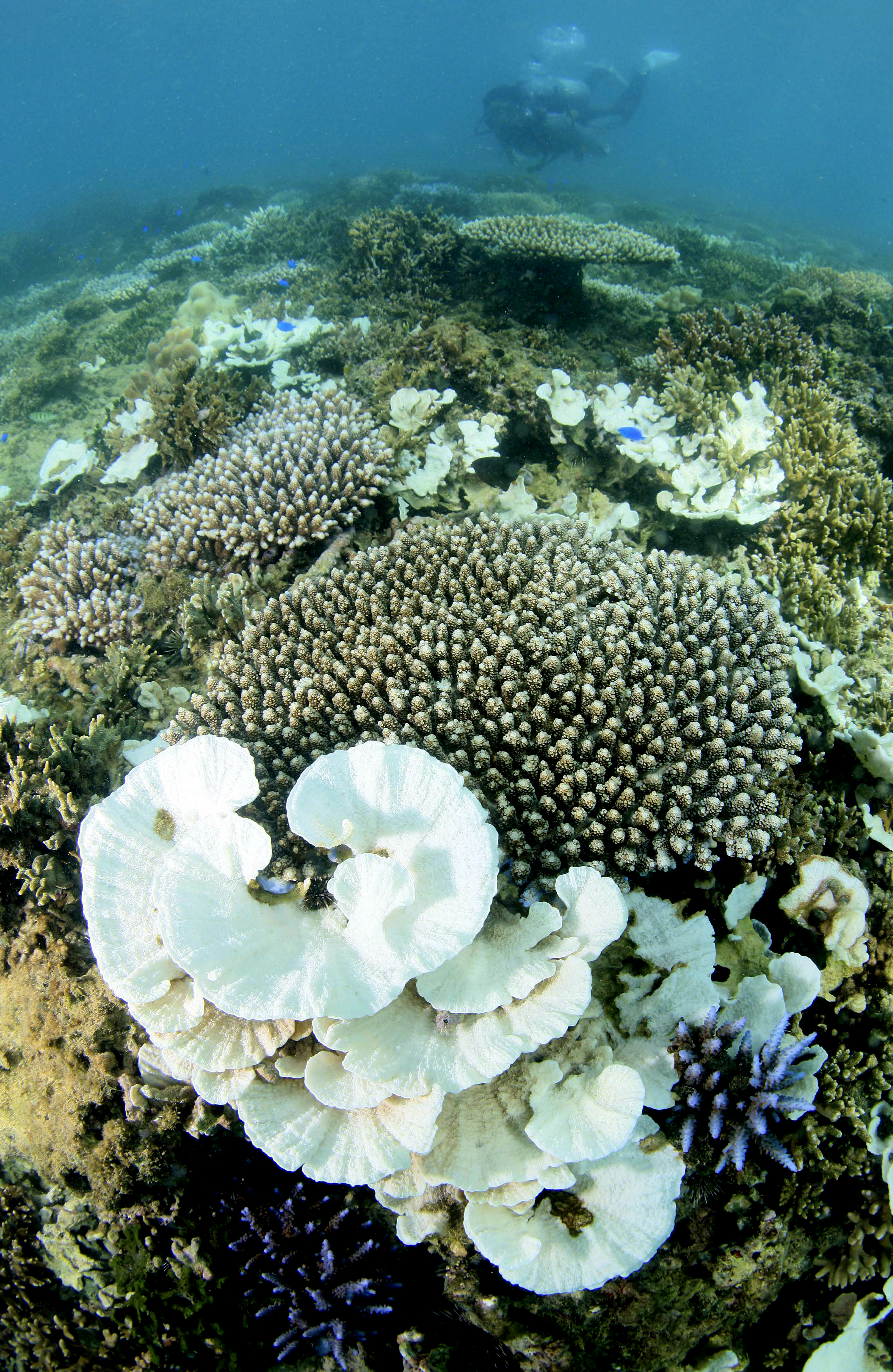 Coral Reef Bleaching