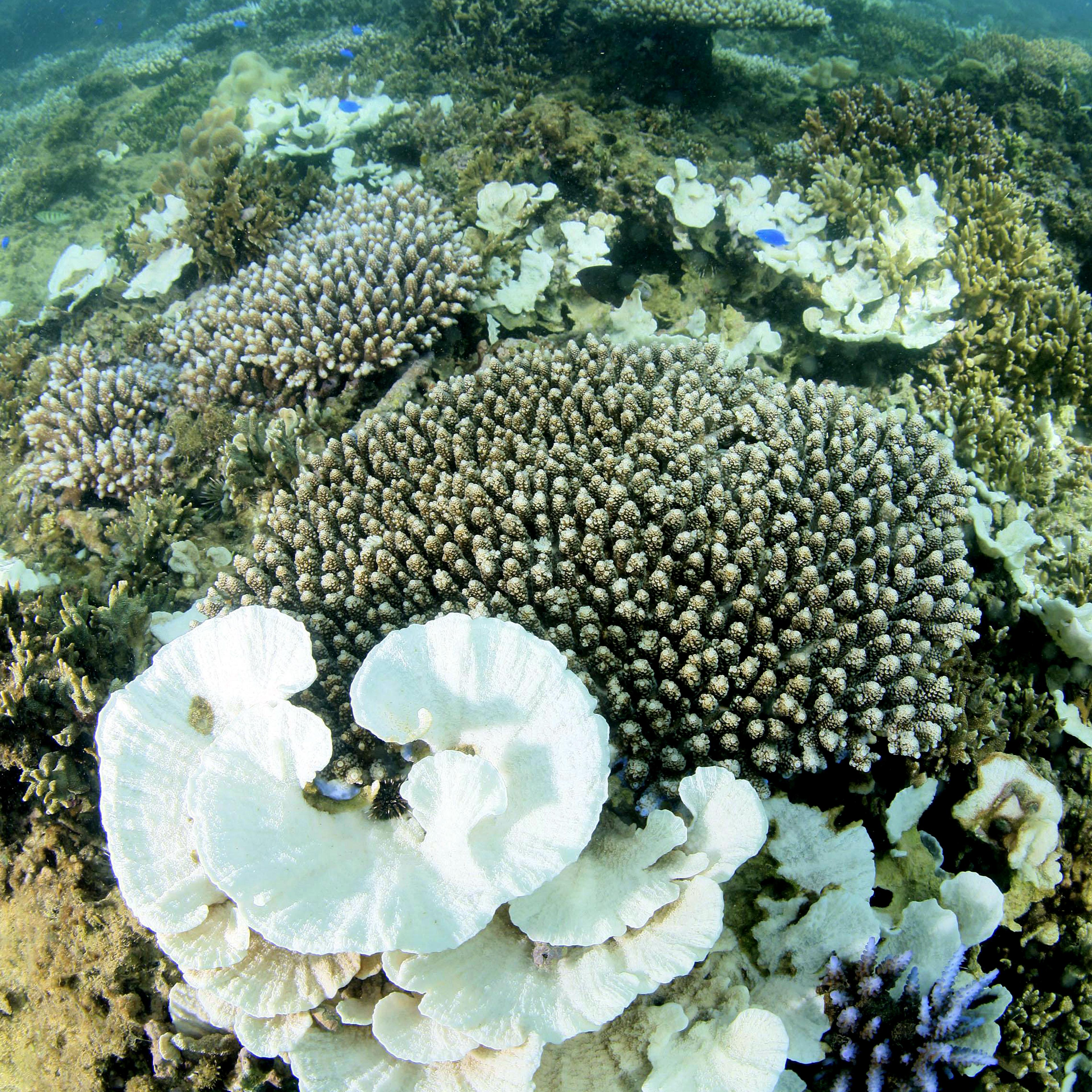 Coral Reef Bleaching