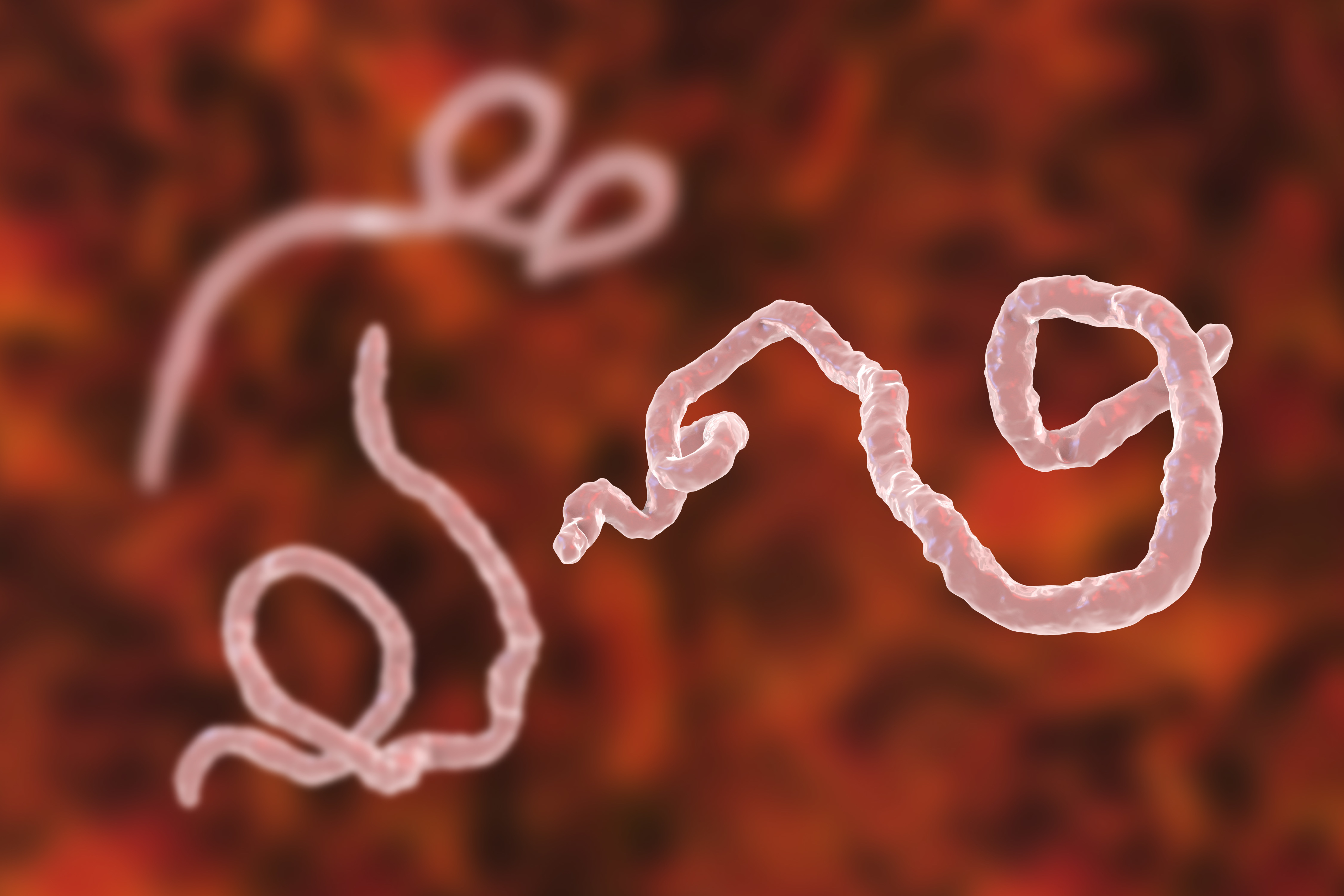 Ebola virus particles, illustration