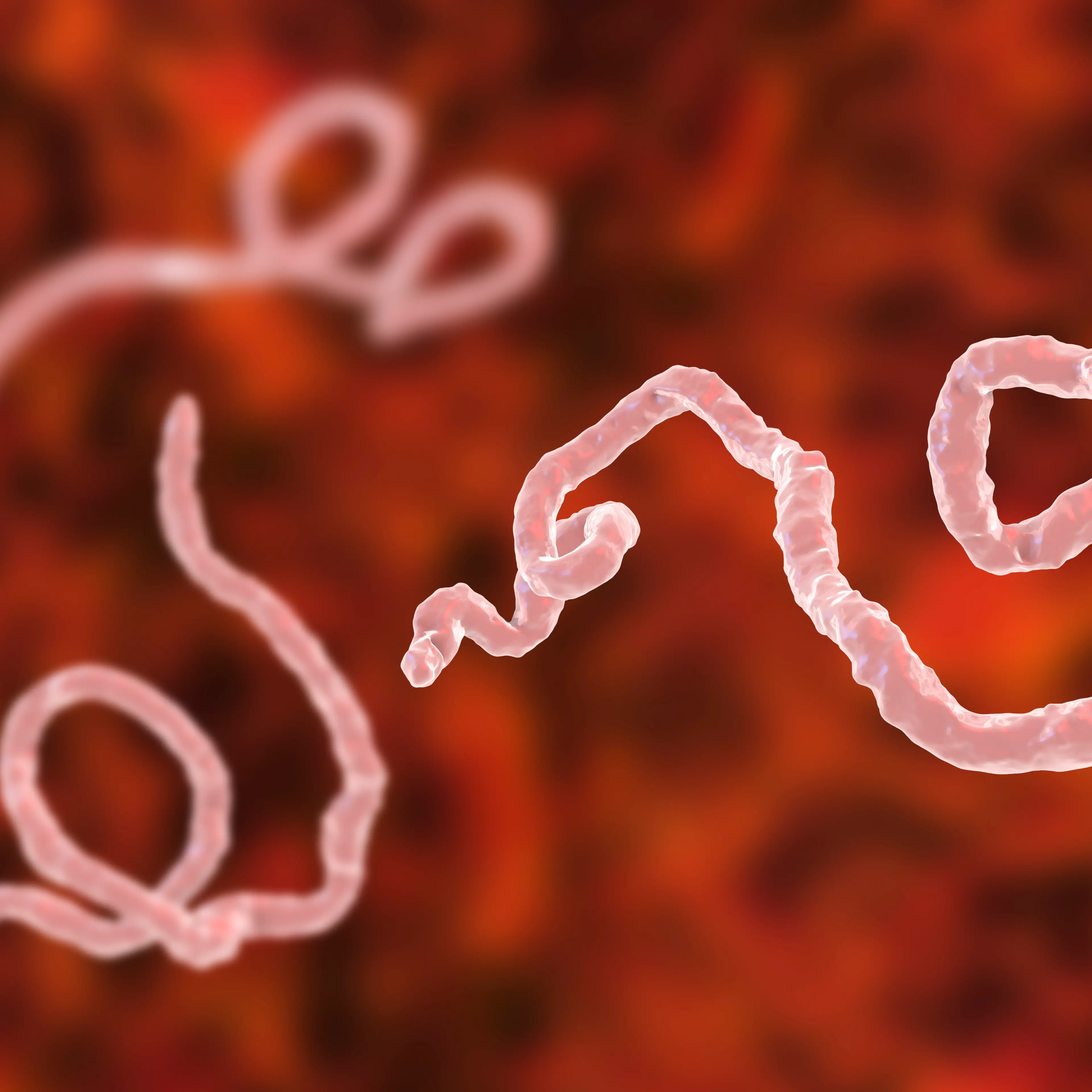 Ebola virus particles, illustration