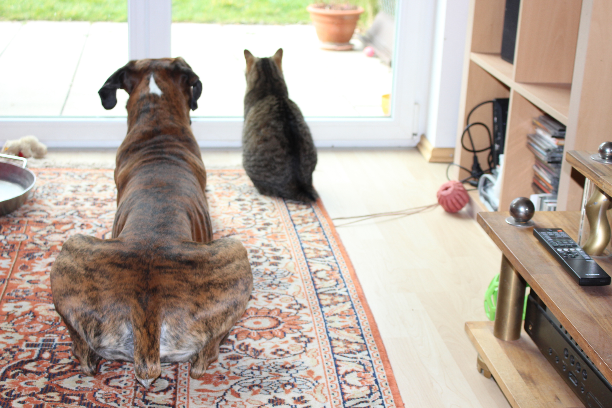 Cat And Dog Looking Away