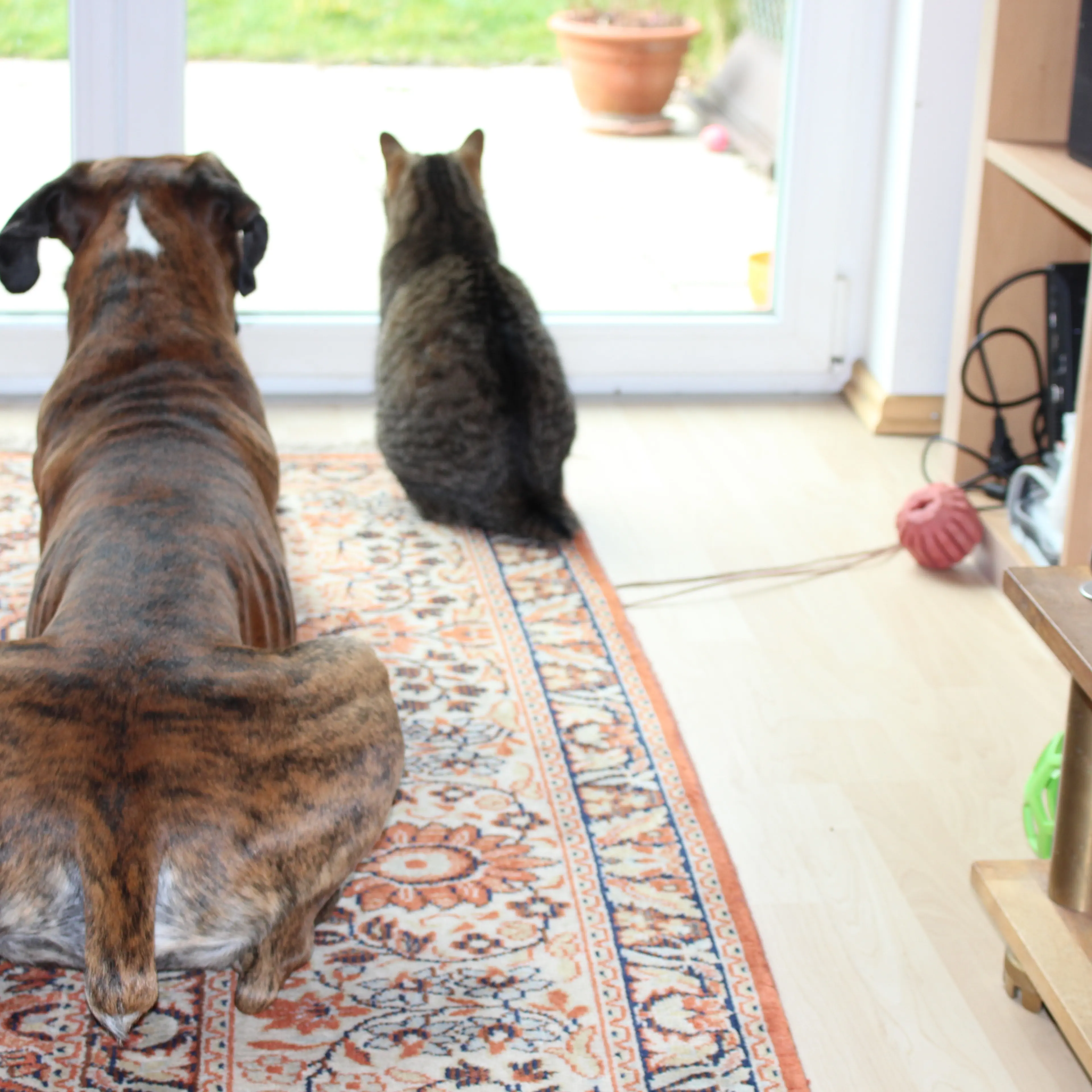 Cat And Dog Looking Away