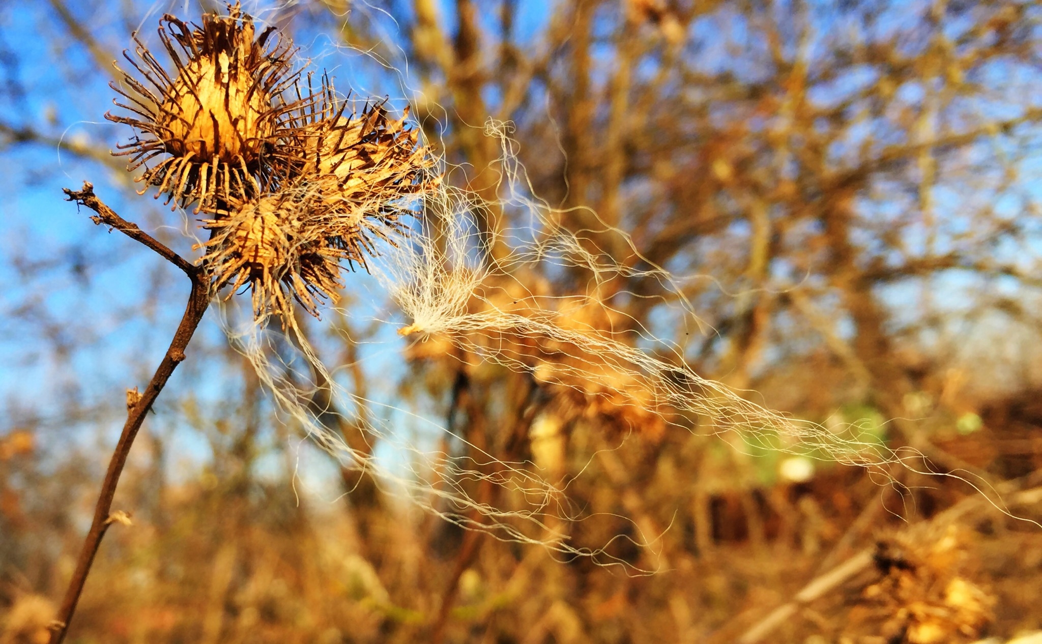 dead flowers california