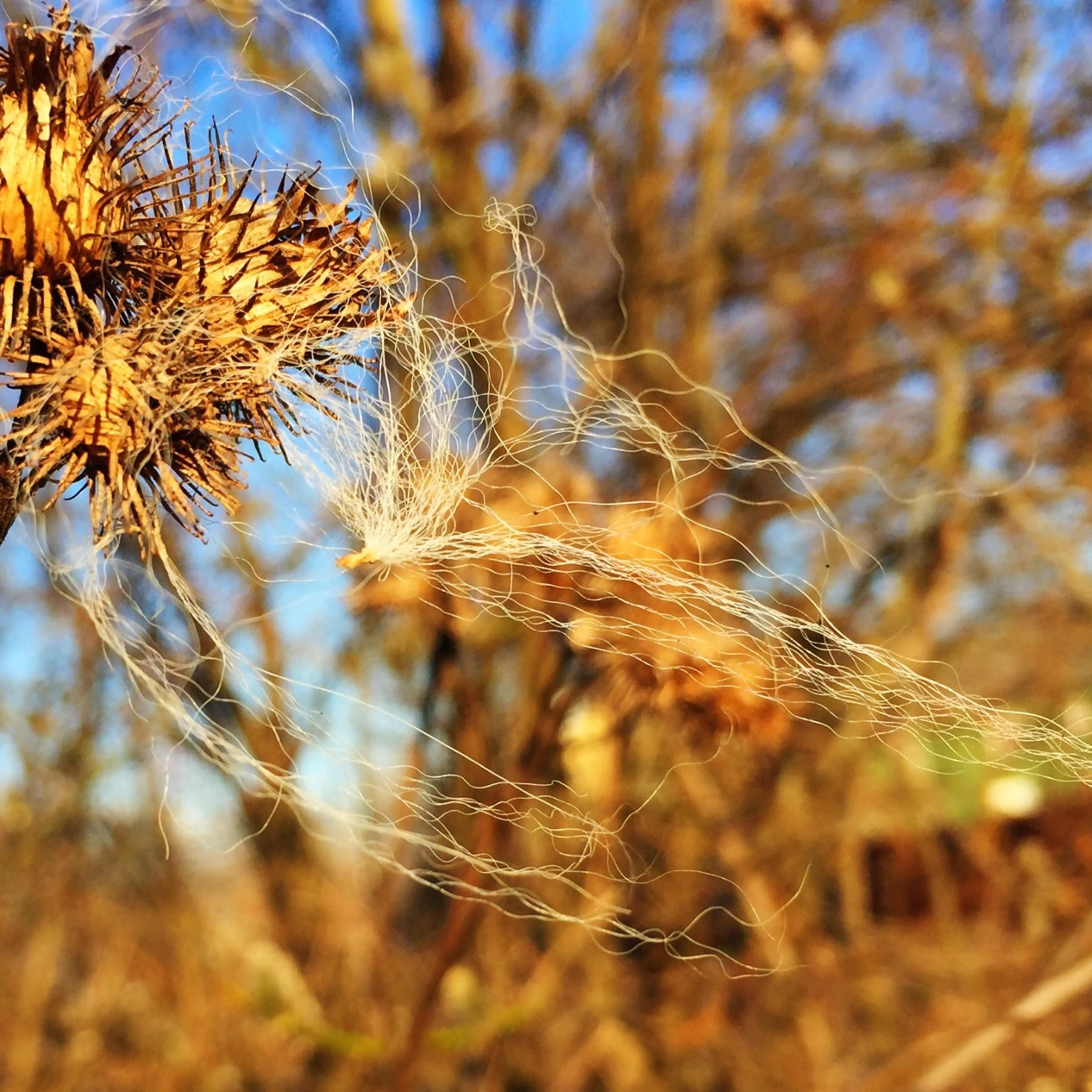dead flowers california