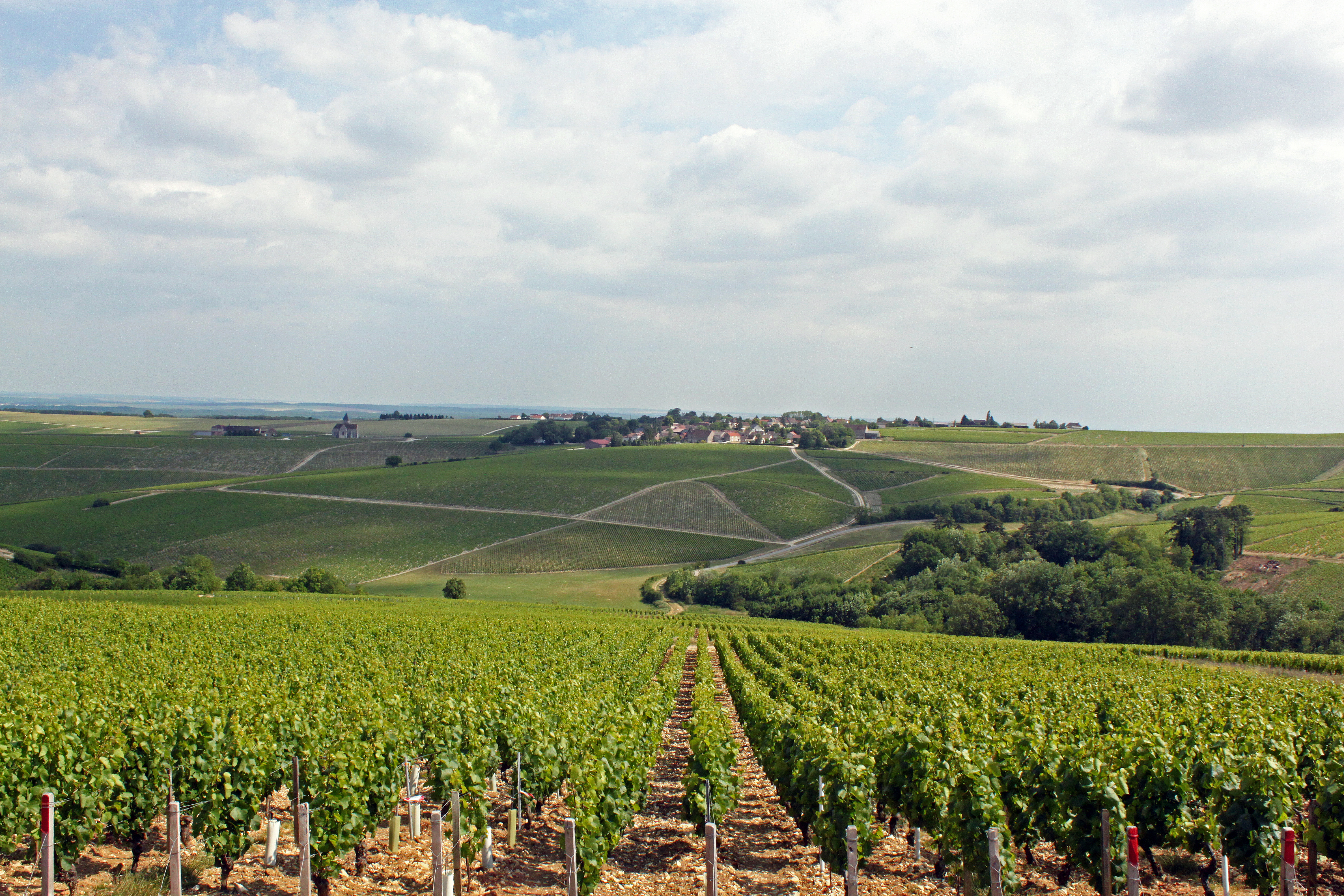 wine vineyard