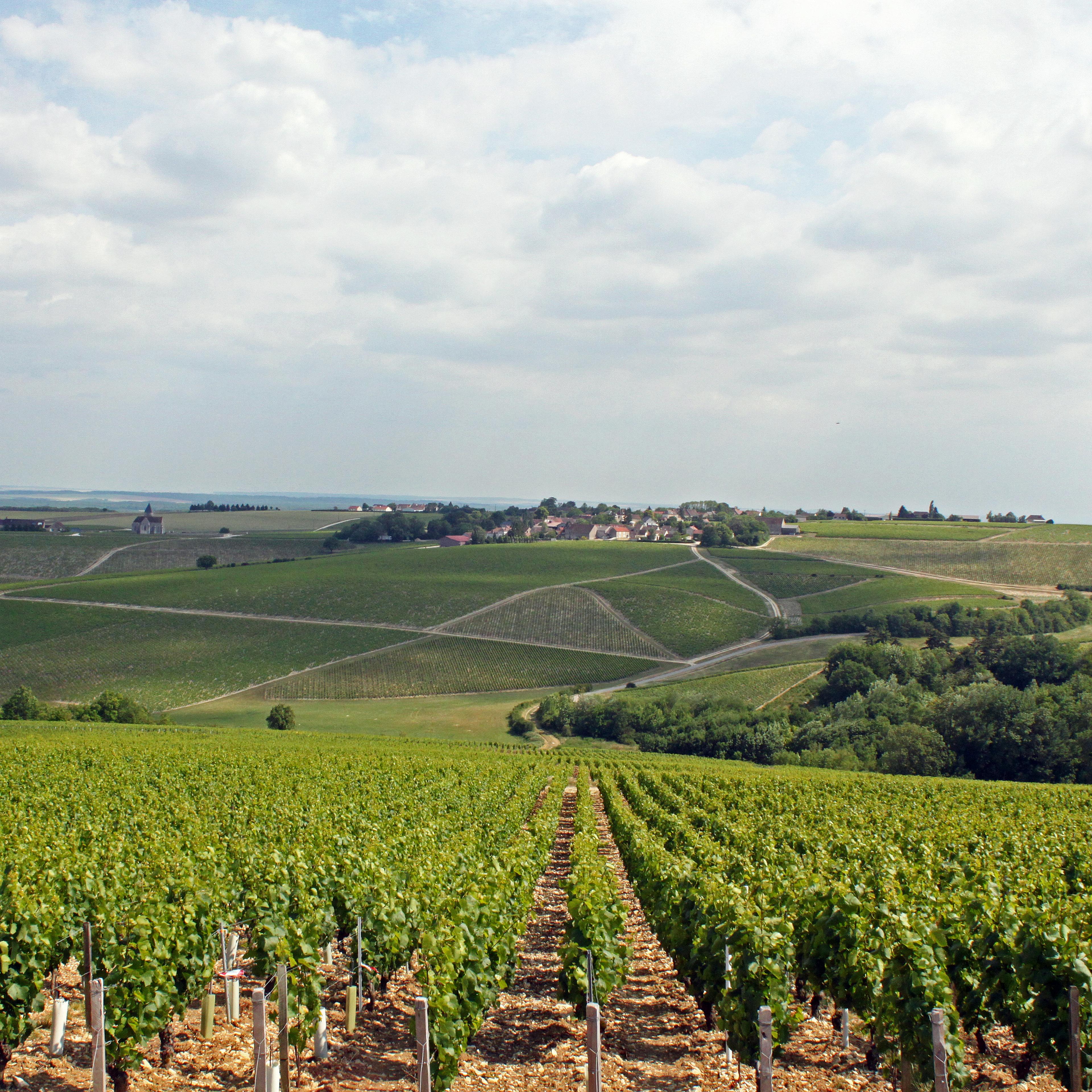 wine vineyard