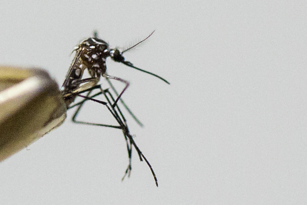 Aedes aegypti mosquito, the species which transmits the dengue virus, chikungunya fever and zika is photographed on March 04, 2016 in Sao Paulo, Brazil.