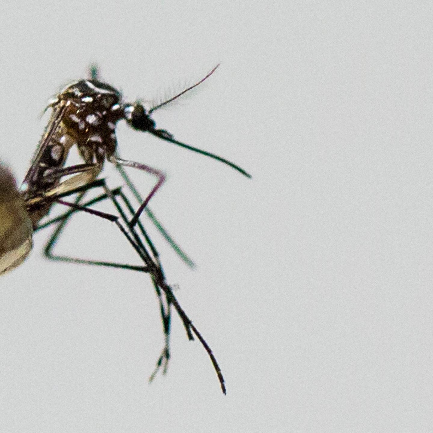 Aedes aegypti mosquito, the species which transmits the dengue virus, chikungunya fever and zika is photographed on March 04, 2016 in Sao Paulo, Brazil.
