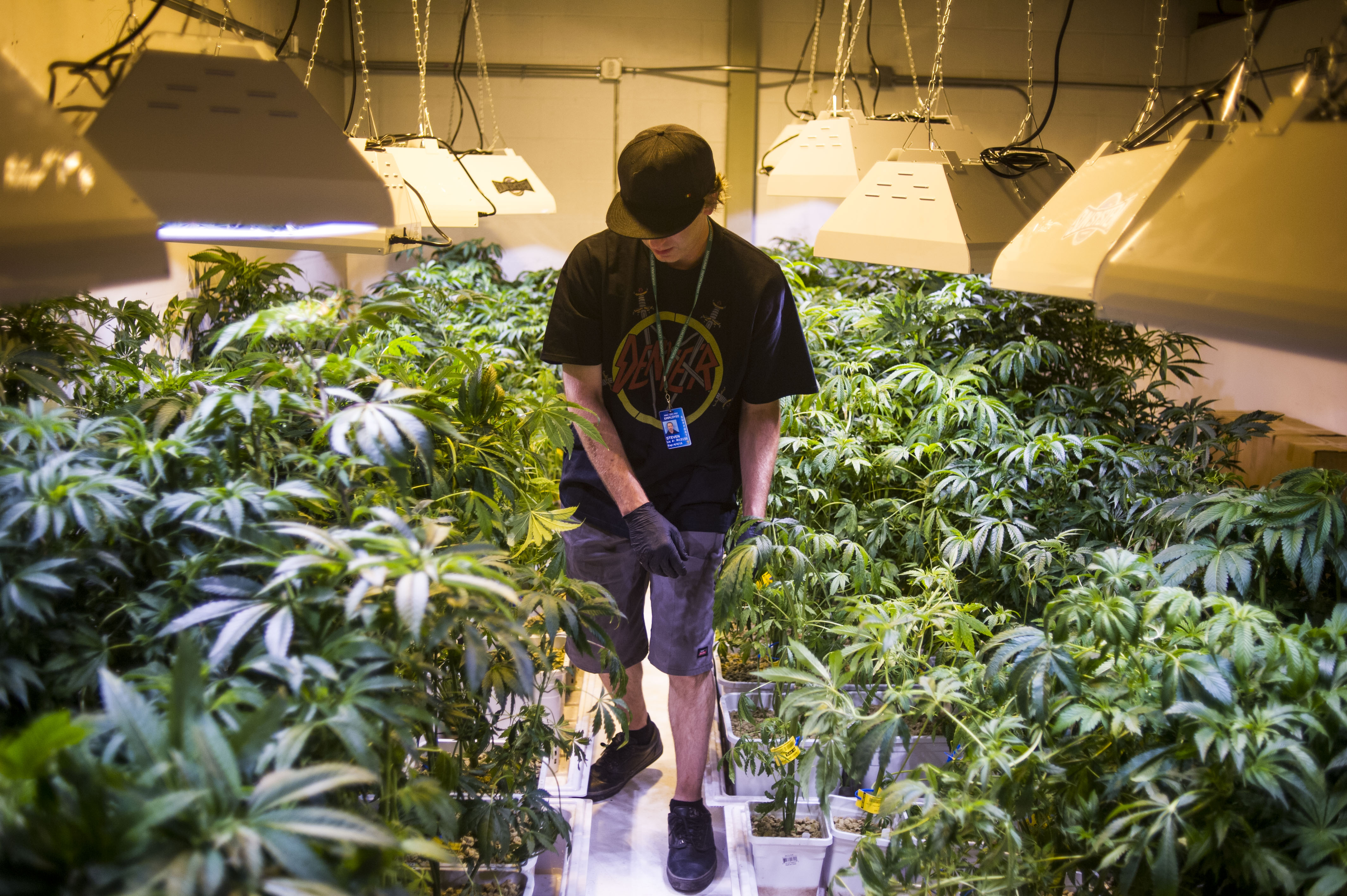 Demand for marijuana edibles is pushing several Colorado manufacturers to expand their facilities or move to larger quarters.