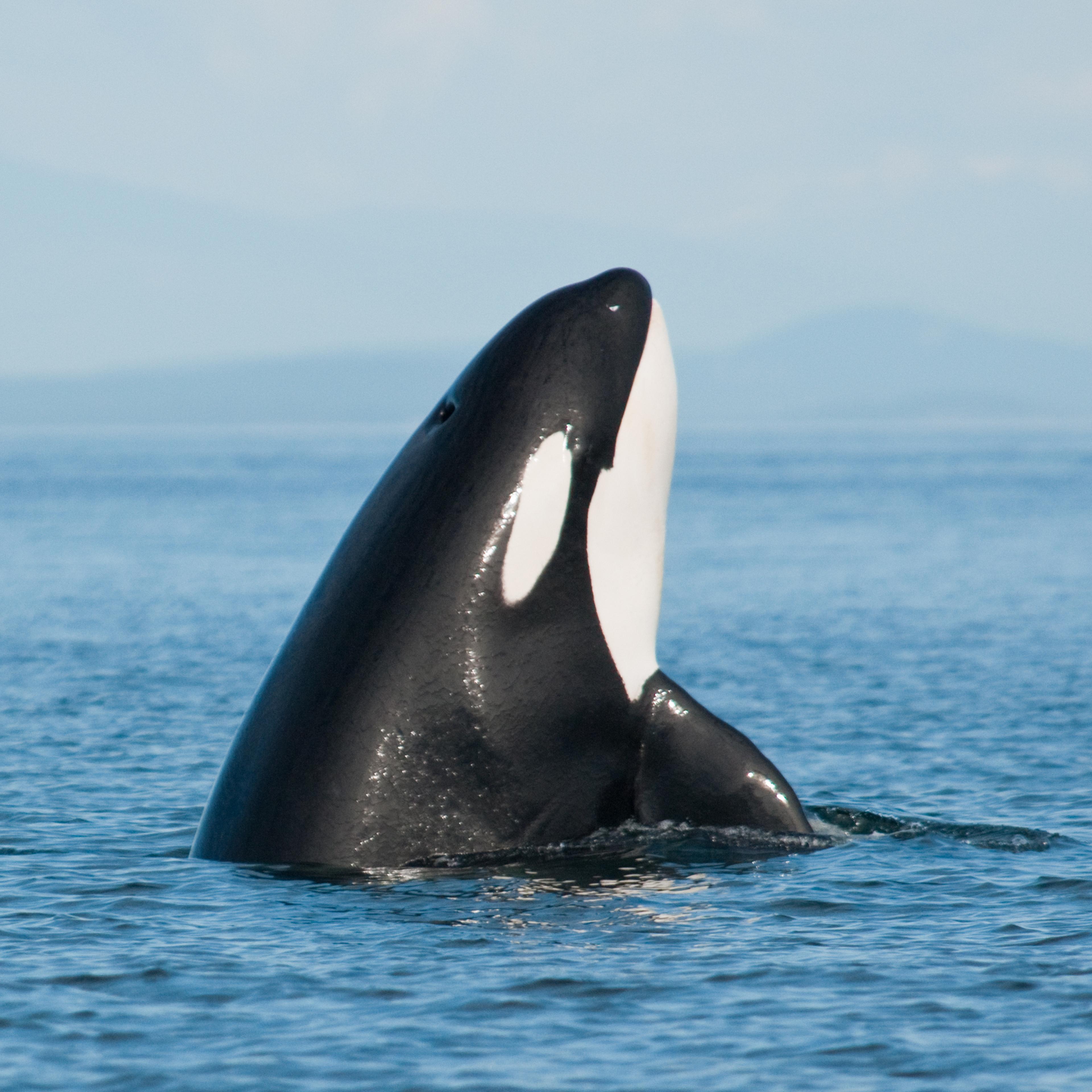 Orca Whale