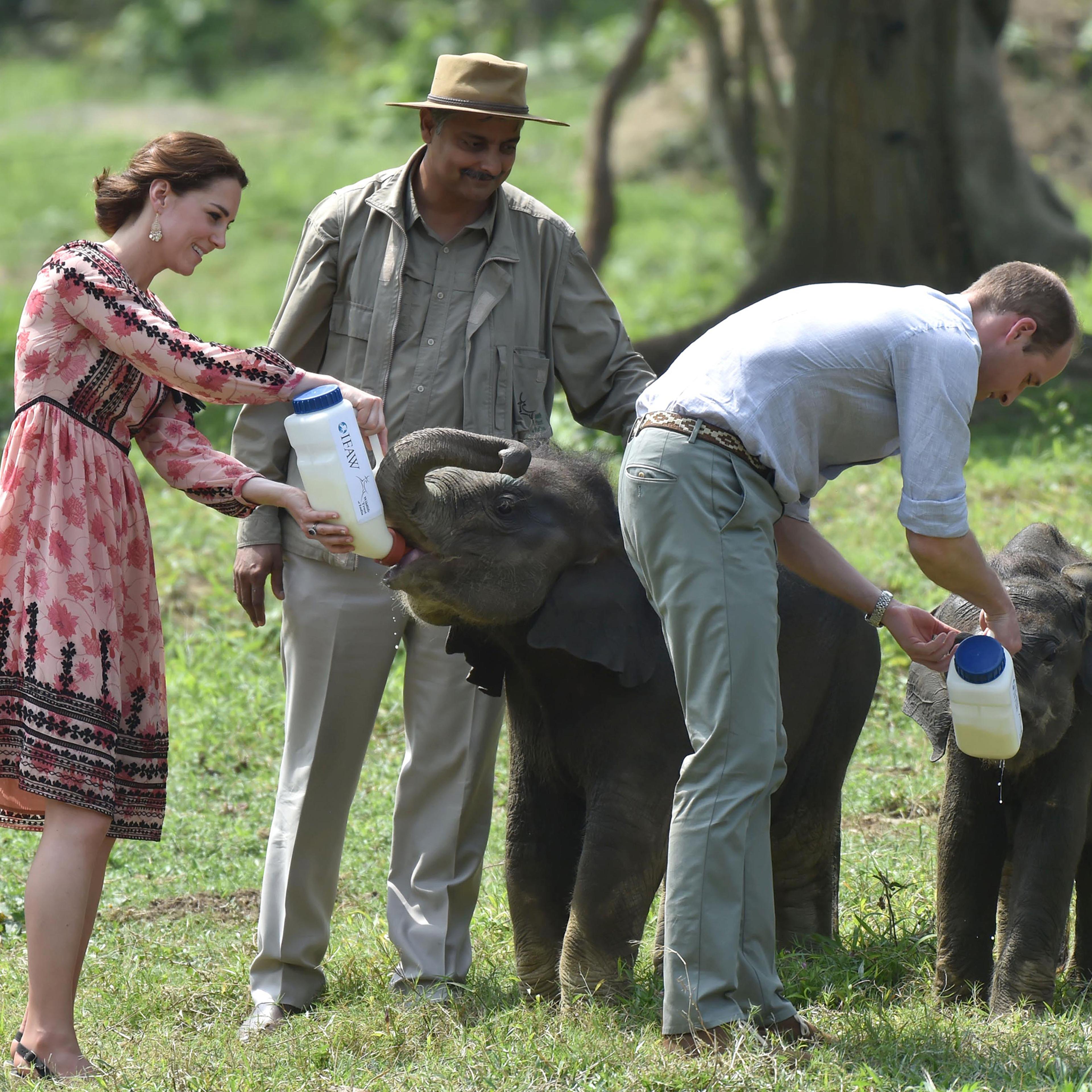Catherine, Duchess of Cambridge and Prince William, Duke of Cambridge visit the Centre for Wildlife Rehabilitation and Conservation at Kaziranga National Park in Guwahati, India on April 13, 2016.