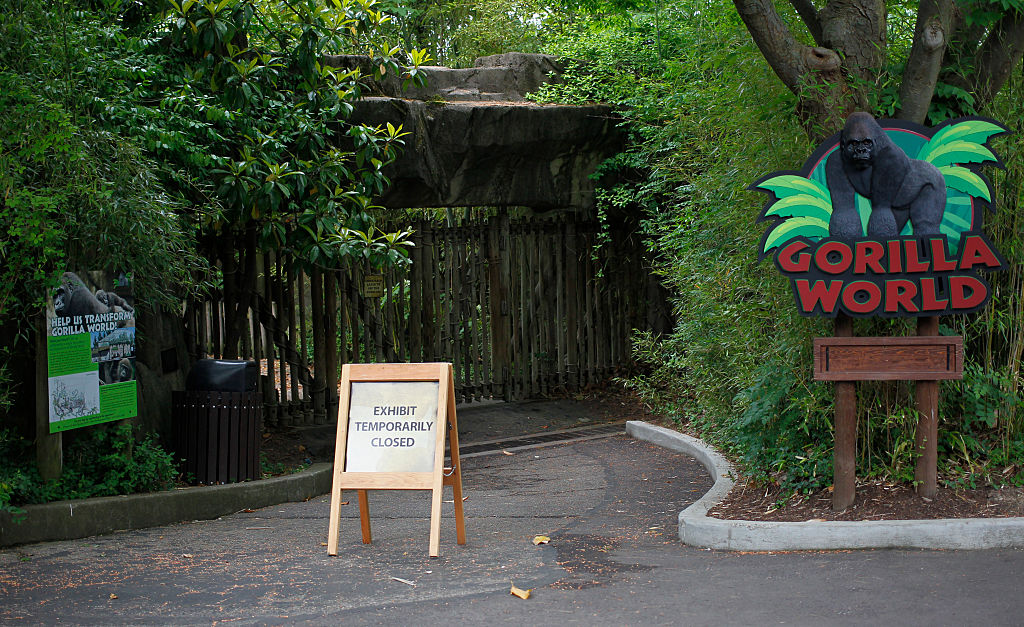 Controversy Rages After Shooting Death Of Endangered Gorilla At Cincinnati Zoo