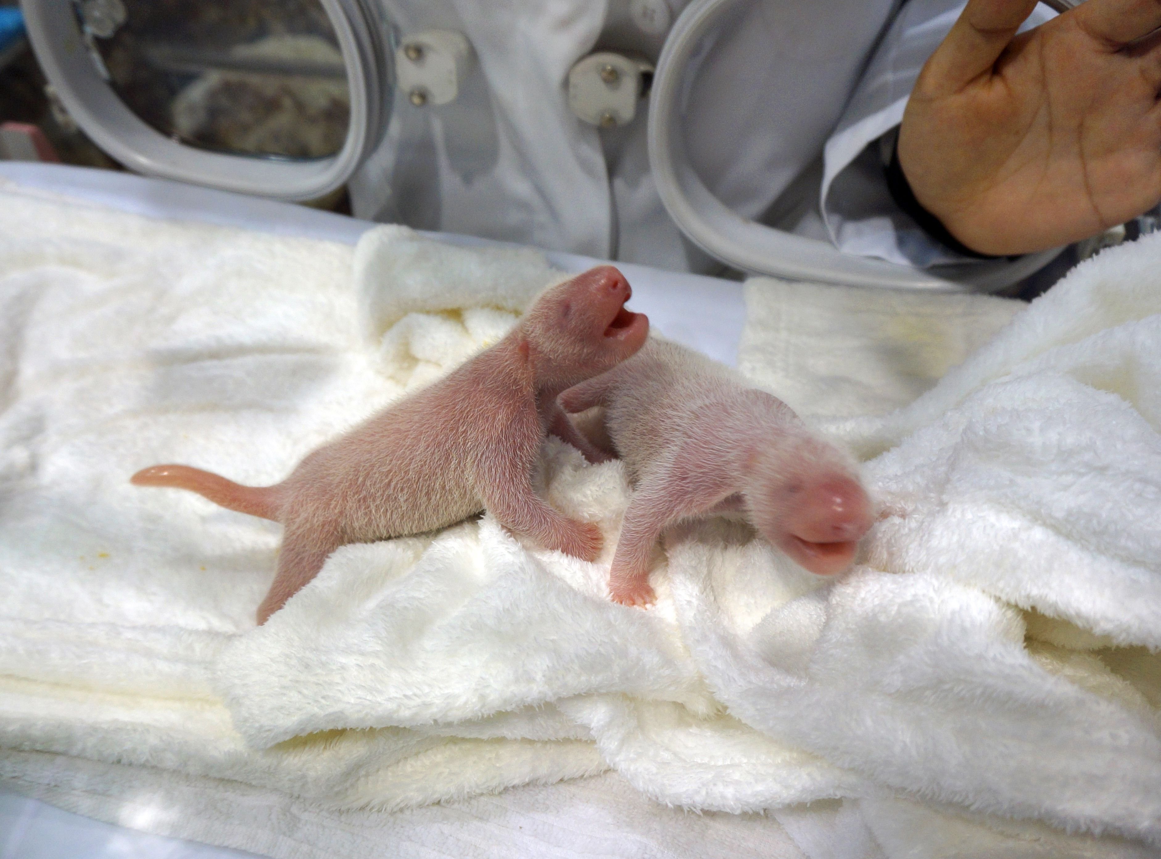 Twin giant panda babies were born at the Wakayama Adventure World zoo at Shirahama, Japan on Dec. 3, 2014.
