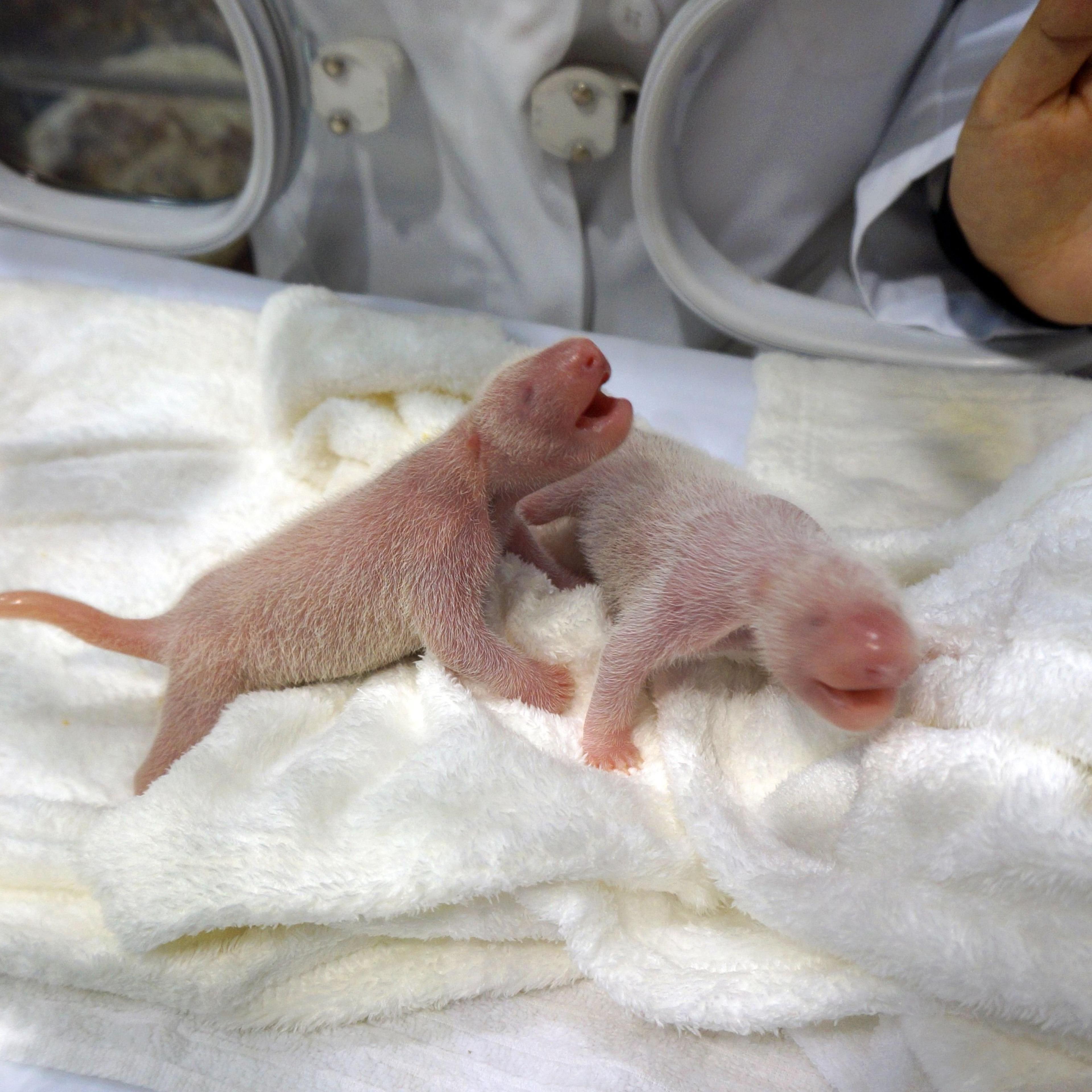 Twin giant panda babies were born at the Wakayama Adventure World zoo at Shirahama, Japan on Dec. 3, 2014.