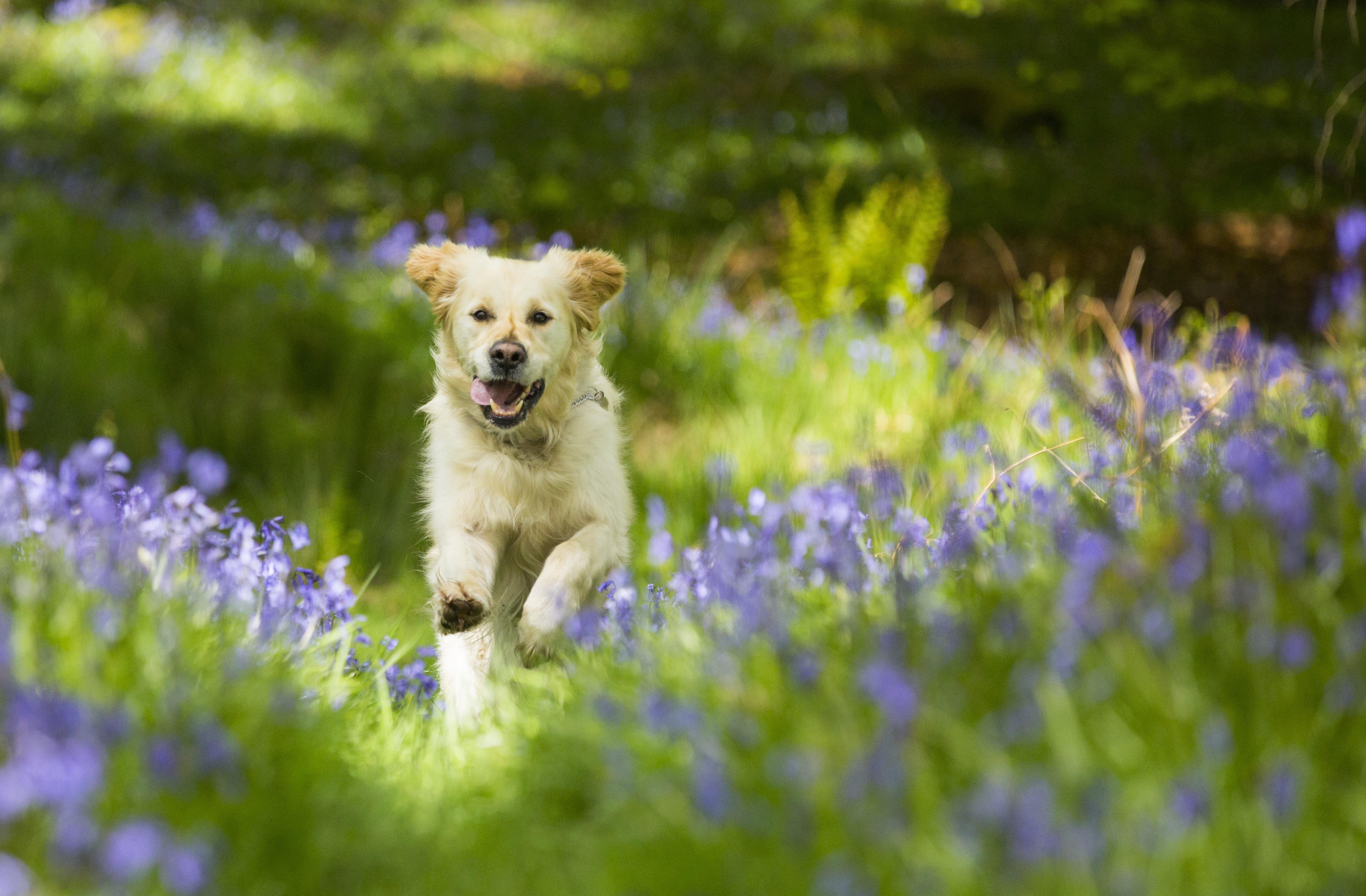 A Golden Retriever dog running through Bluebells in Jiffy Knotts wood in Lake District on May 20, 2015 in Ambleside, England. The native British Bluebell is threatened by the highly invasive Spanish Bluebell. PHOTOGRAPH BY Ashley Cooper / Barcroft Media 