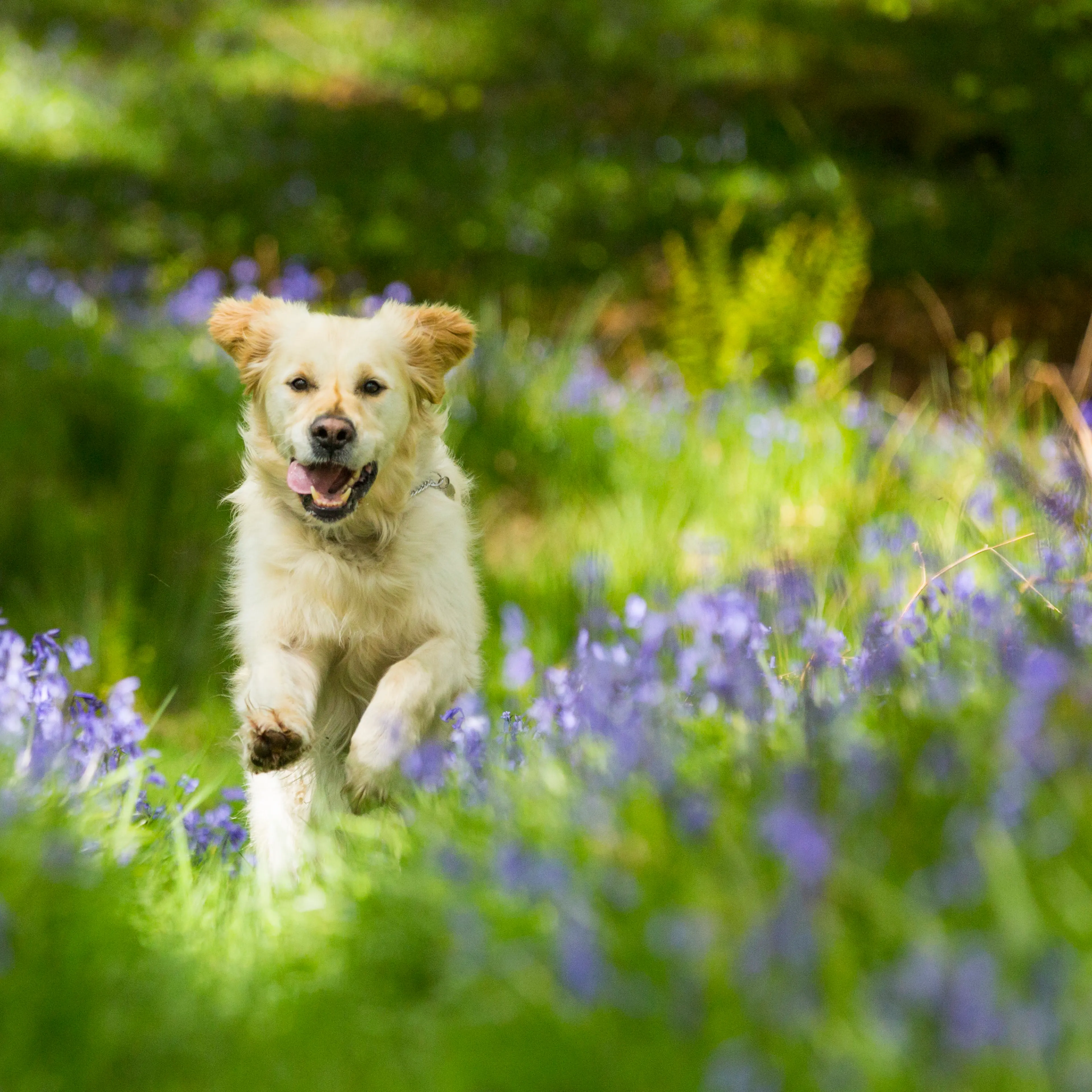 A Golden Retriever dog running through Bluebells in Jiffy Knotts wood in Lake District on May 20, 2015 in Ambleside, England. The native British Bluebell is threatened by the highly invasive Spanish Bluebell. PHOTOGRAPH BY Ashley Cooper / Barcroft Media