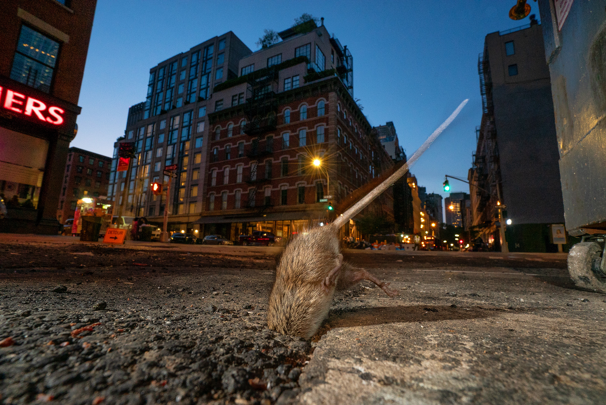 Rat Poison, Step Aside: Birth Control May Solve Infestations