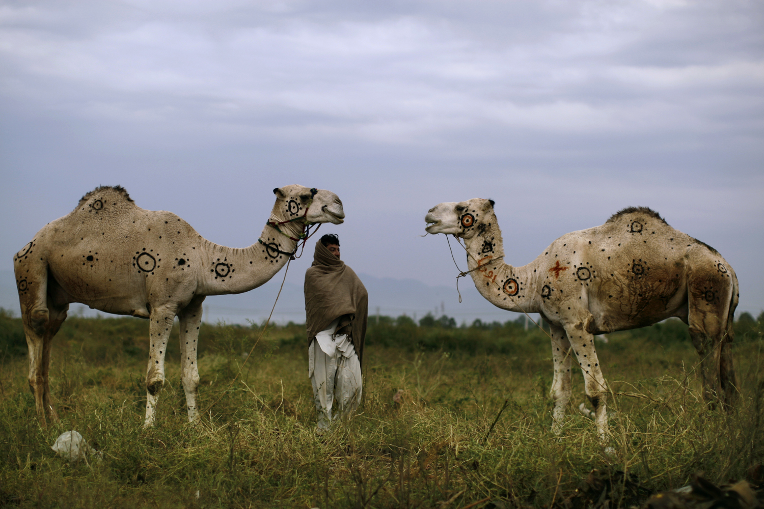 Oct. 15, 2012. Faqir Zada, 31, stands next to his camels displayed for sale in preparation for the upcoming Muslim holiday of Eid al-Adha, or "Feast of Sacrifice," on a roadside on the outskirts of Islamabad.
