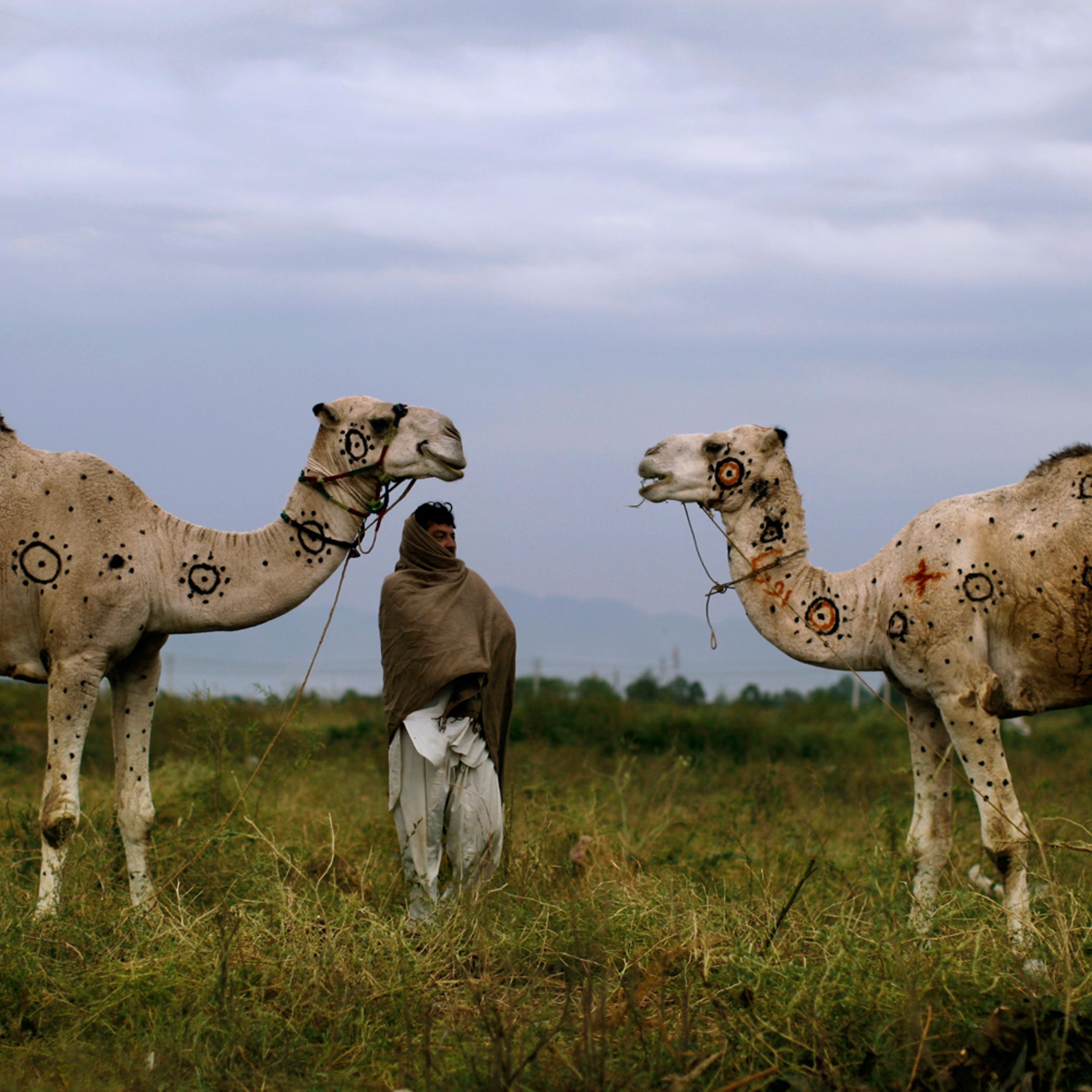 Oct. 15, 2012. Faqir Zada, 31, stands next to his camels displayed for sale in preparation for the upcoming Muslim holiday of Eid al-Adha, or "Feast of Sacrifice," on a roadside on the outskirts of Islamabad.
