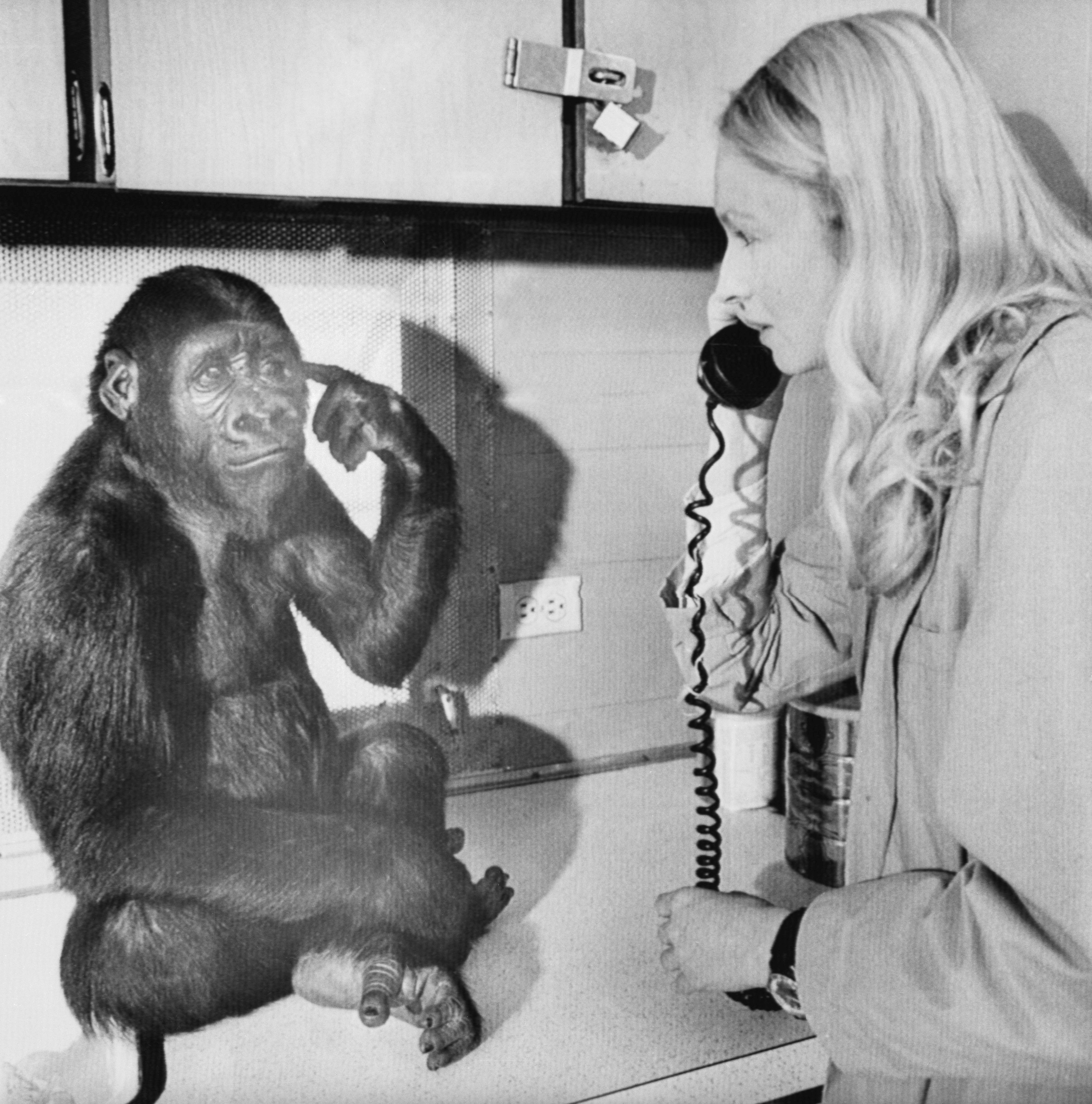 Penny Patterson with Koko the Gorilla