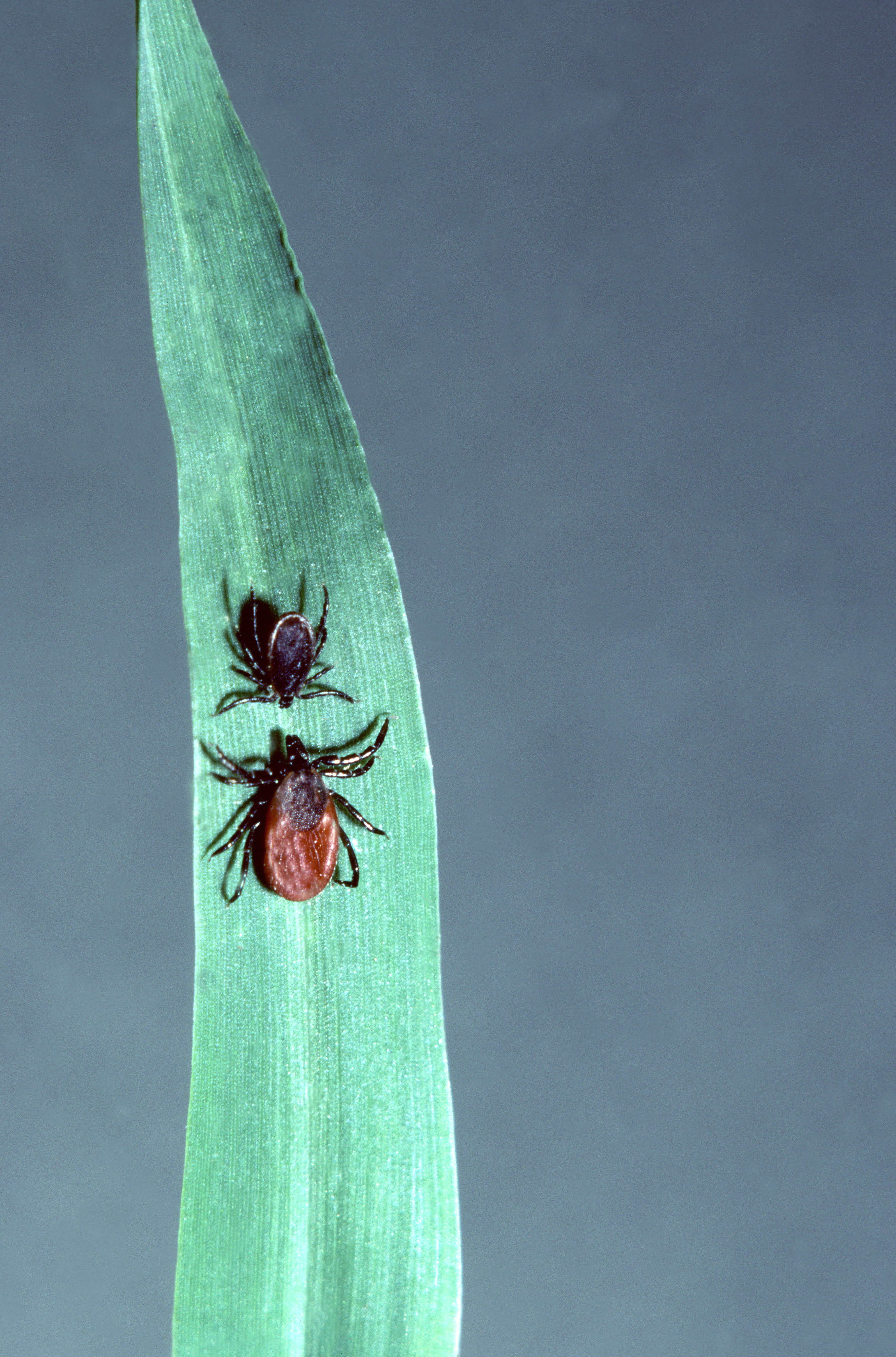 Deer Ticks