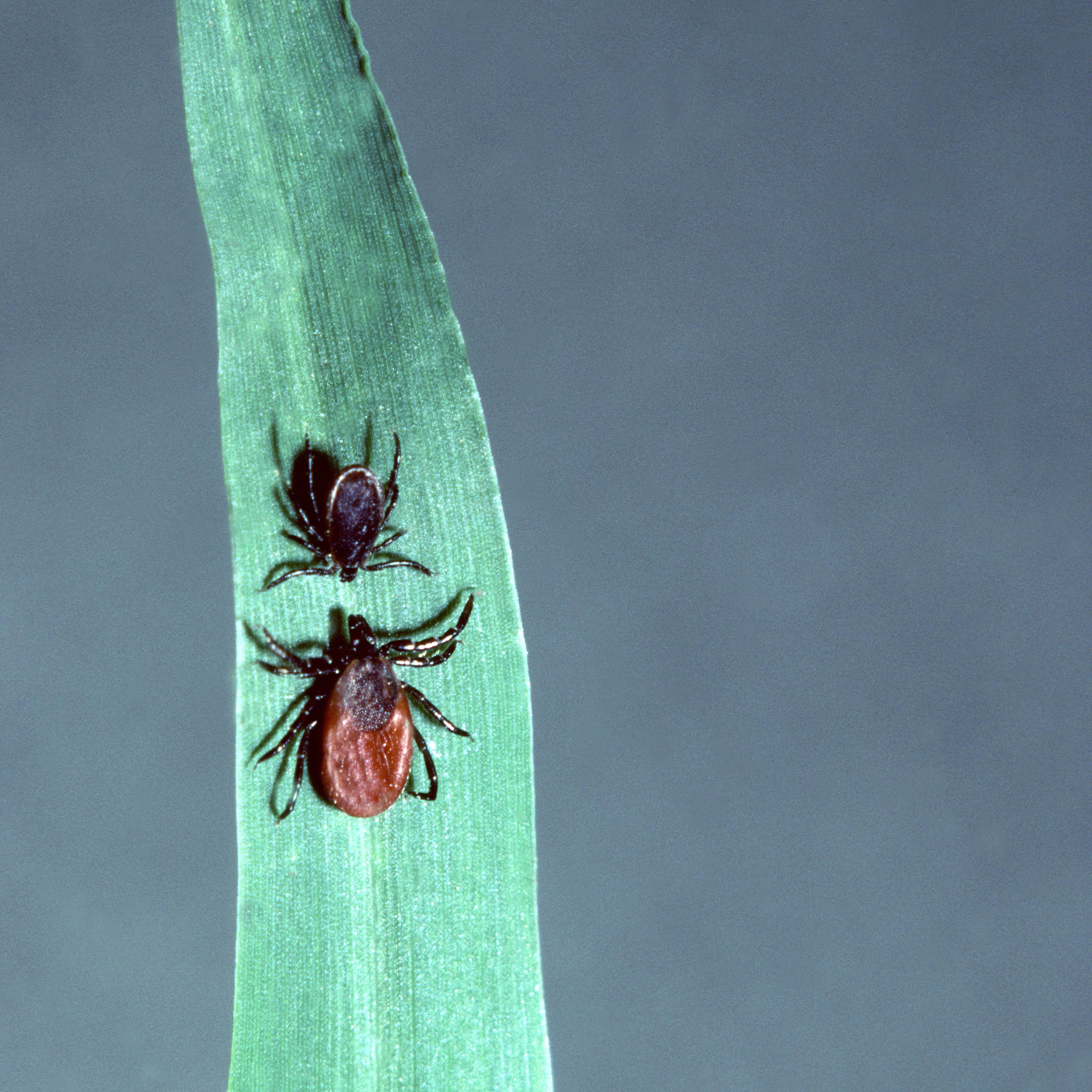 Deer Ticks