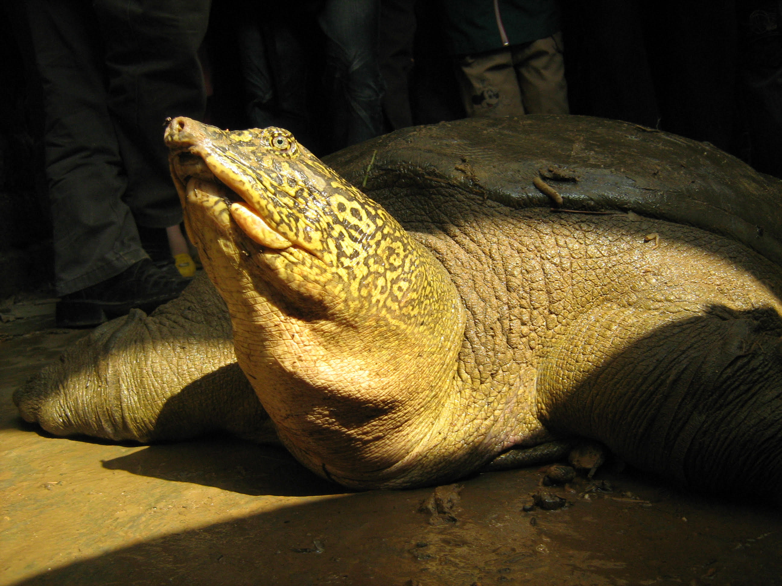 A female Giant Yangtze Softshell Turtle, which died in 2023, in Hanoi in 2008.
