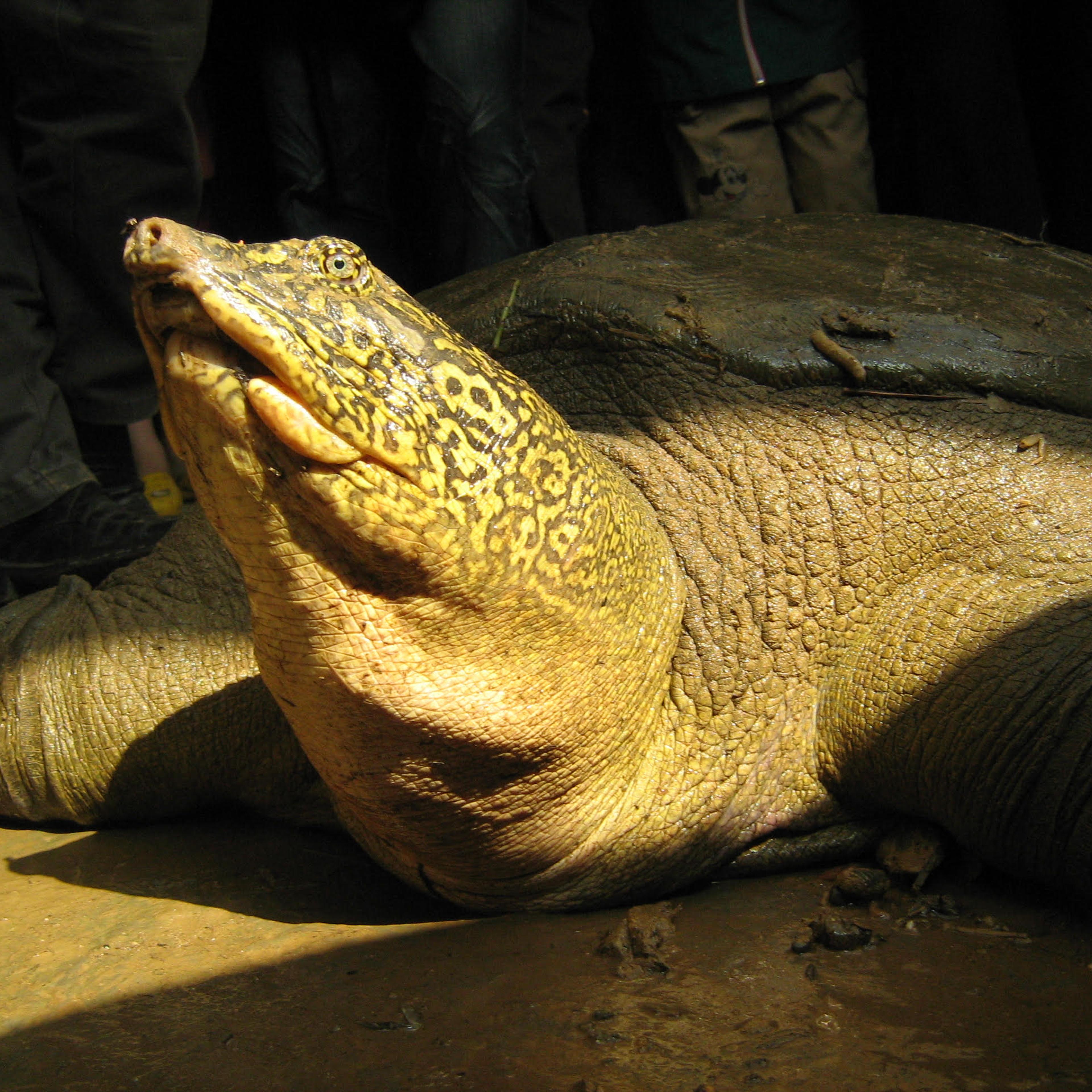 A female Giant Yangtze Softshell Turtle, which died in 2023, in Hanoi in 2008.