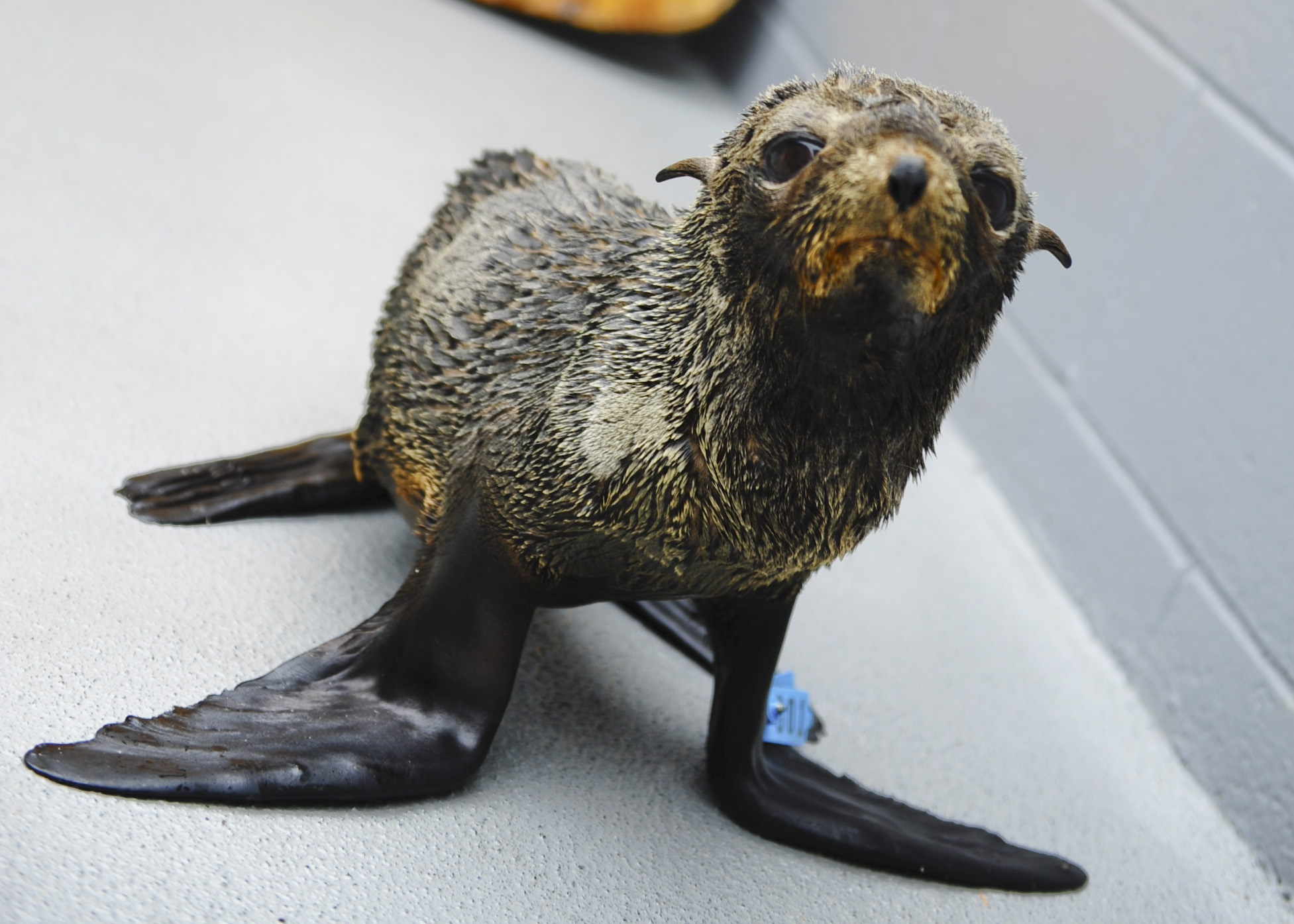 A malnourished Guadalupe fur seal pup is pictured at the Marine Mammal Center, a Bay Area facility that rehabilitates stranded marine animals. 