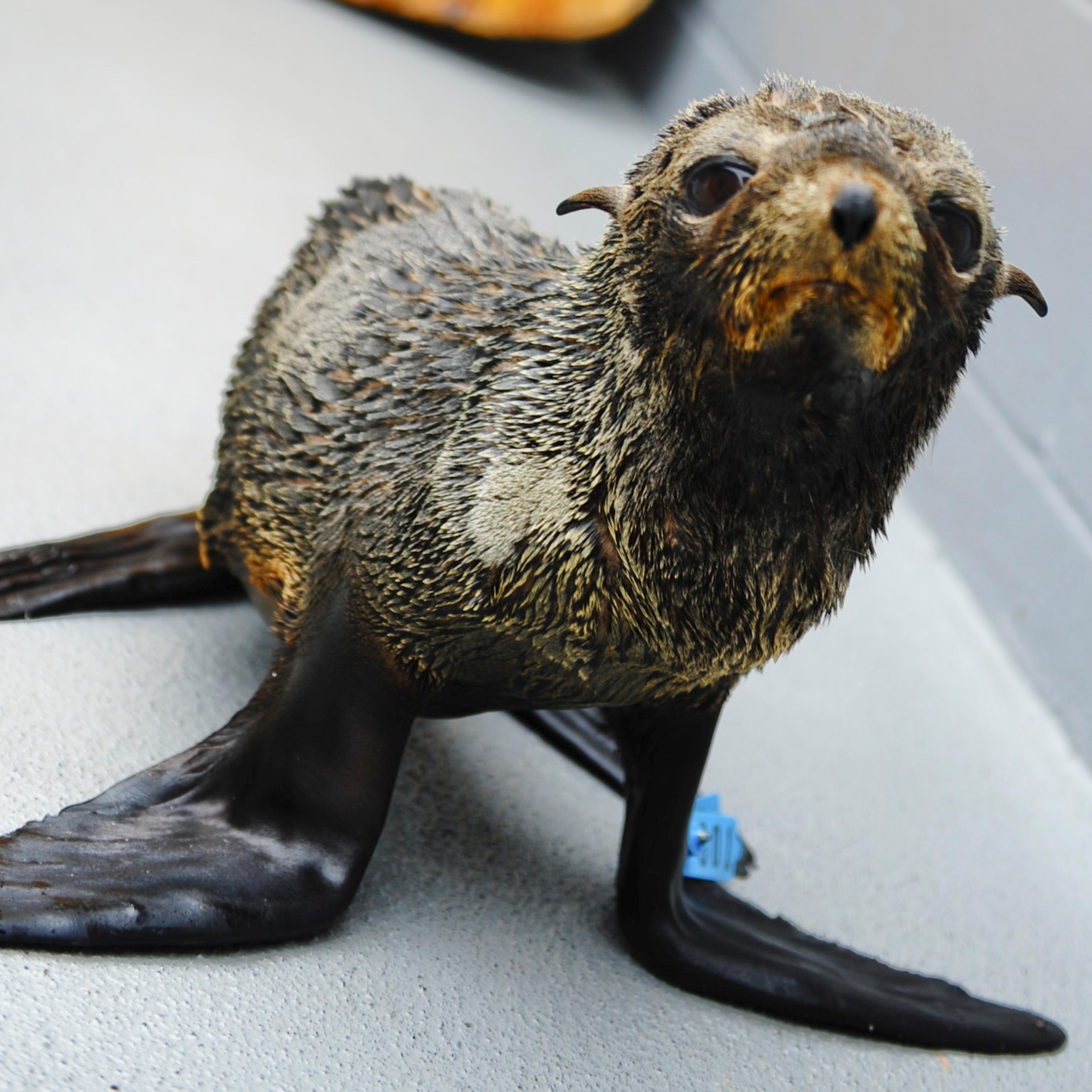 A malnourished Guadalupe fur seal pup is pictured at the Marine Mammal Center, a Bay Area facility that rehabilitates stranded marine animals.
