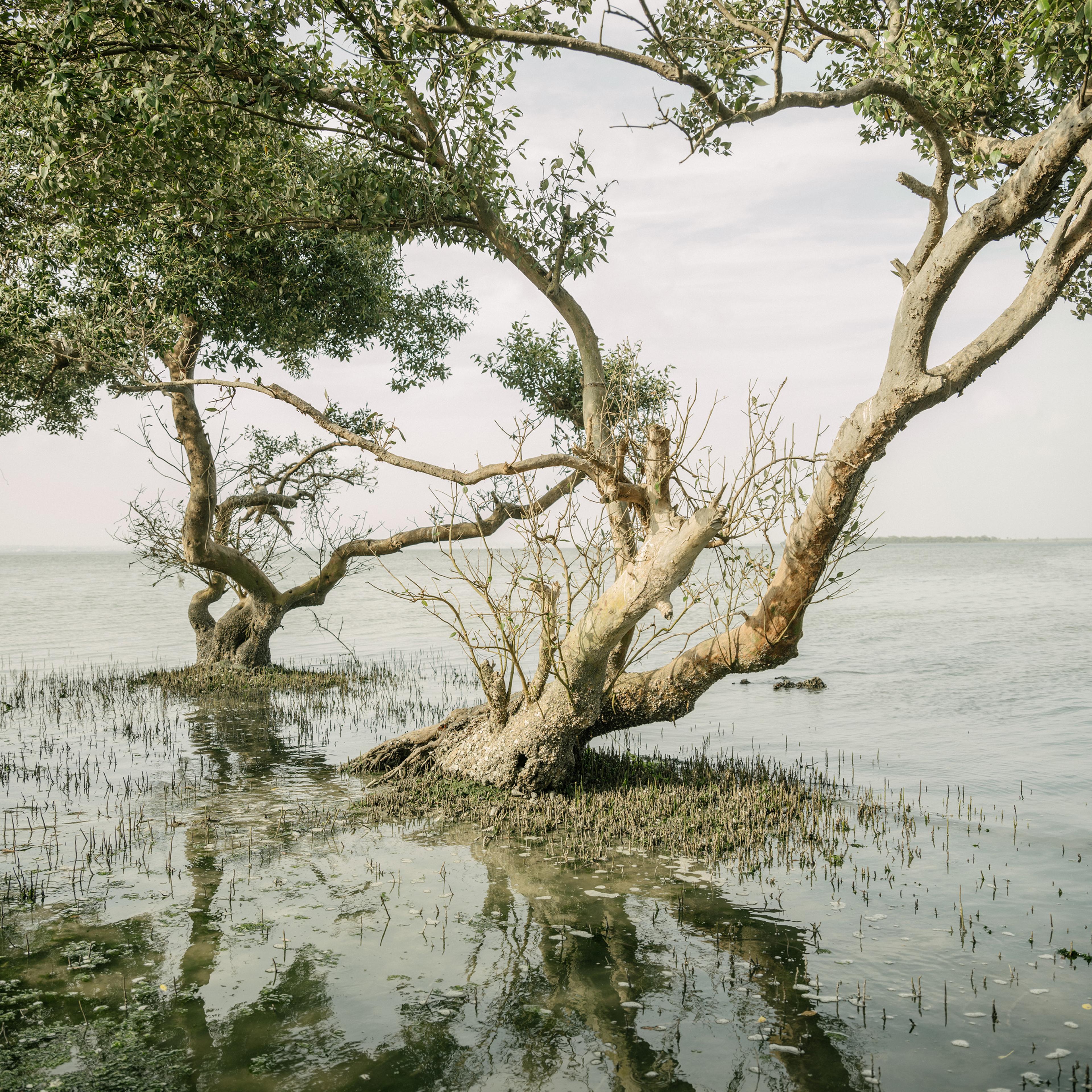 A mangrove tree on Bundal Island