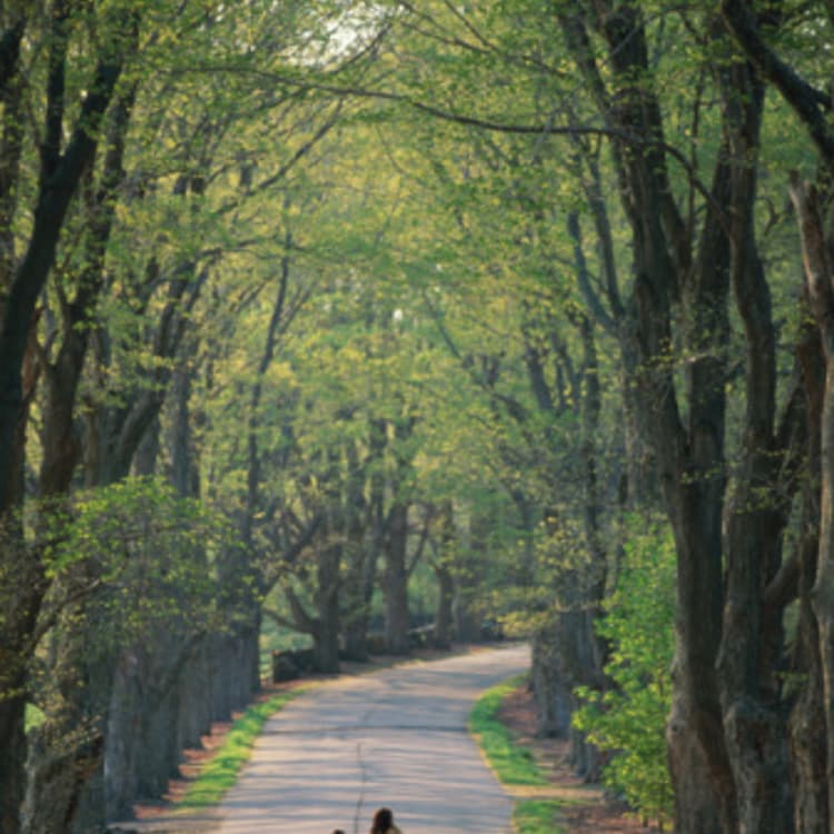 mom-children-walking-woods