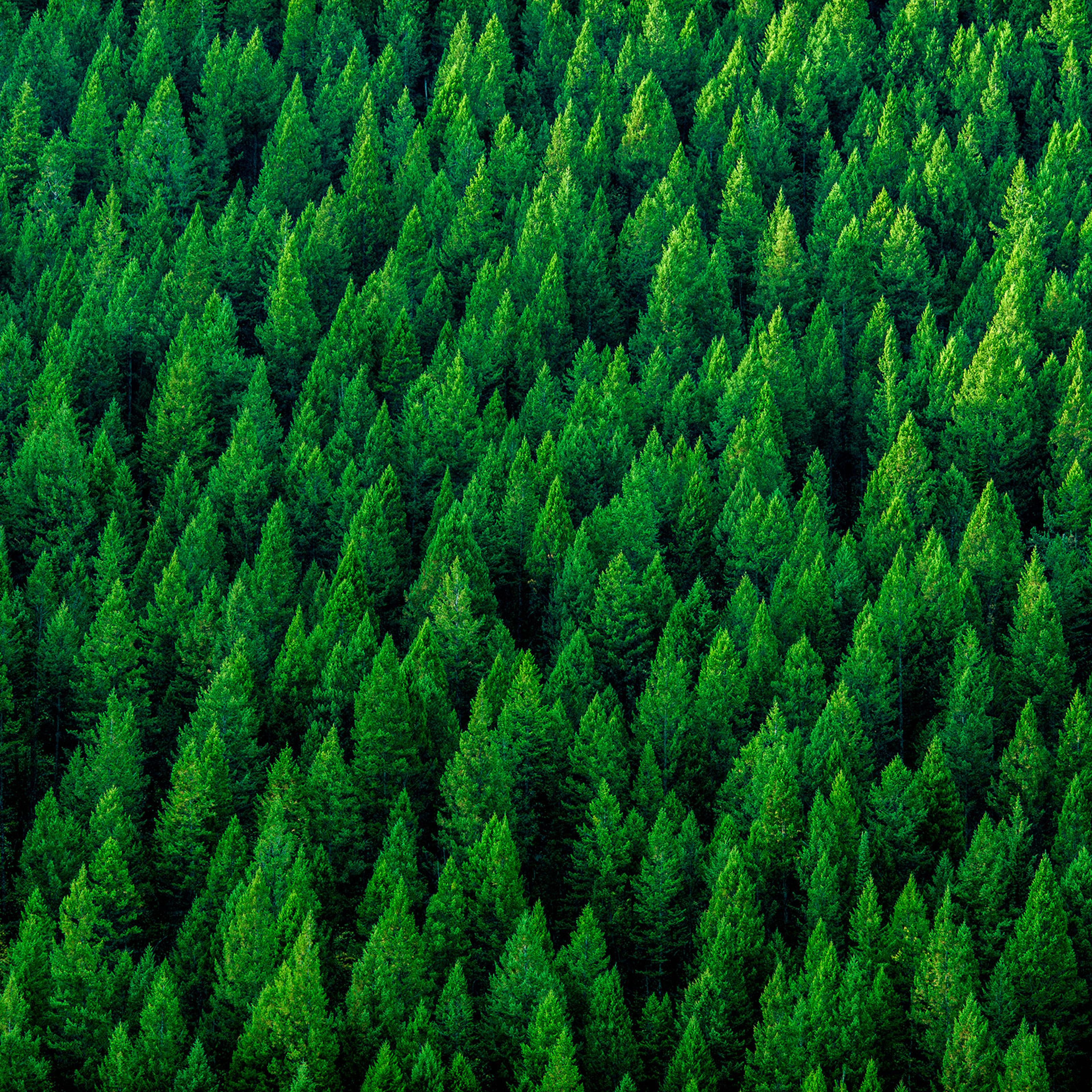 Aerial view of treetops in forest