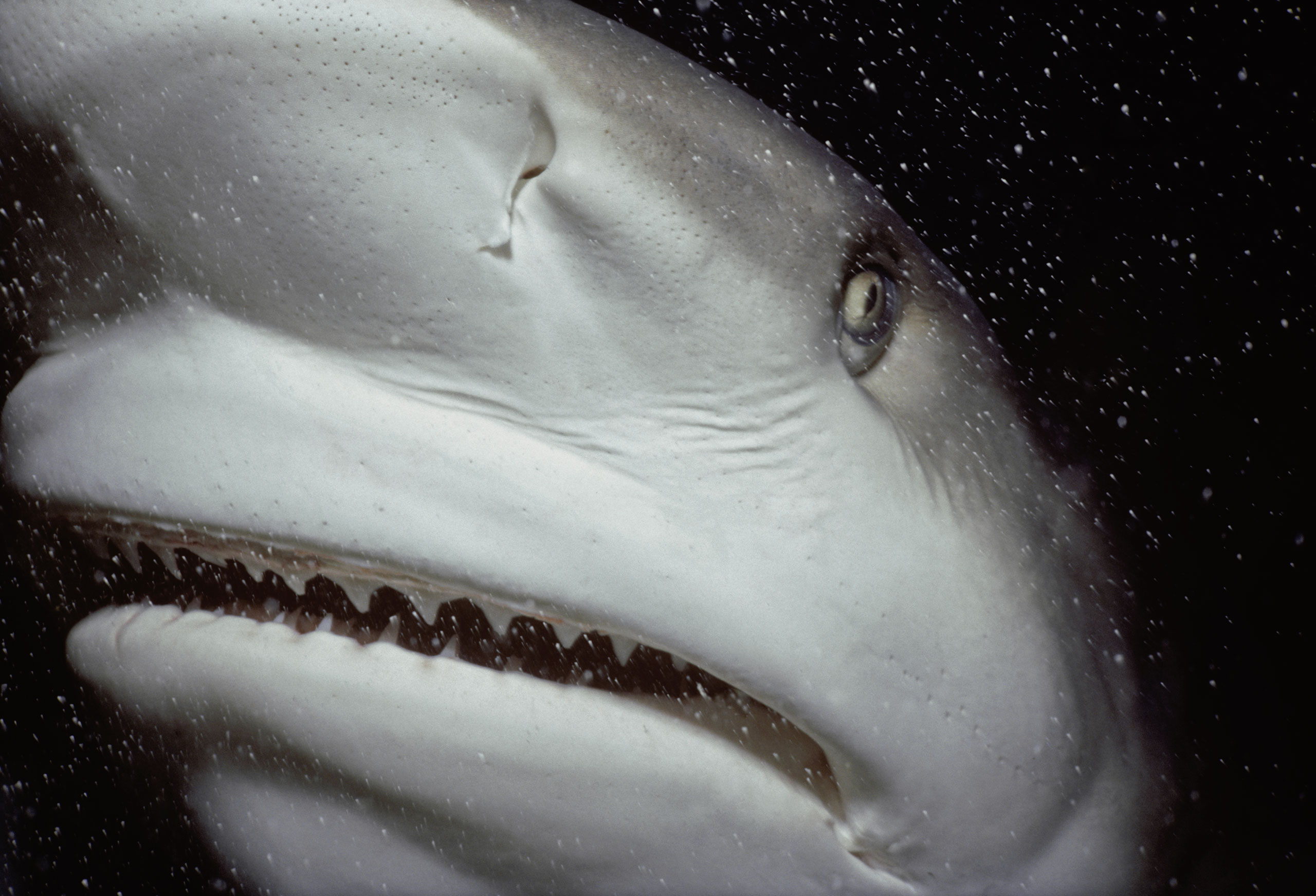 Caribbean Reef Shark