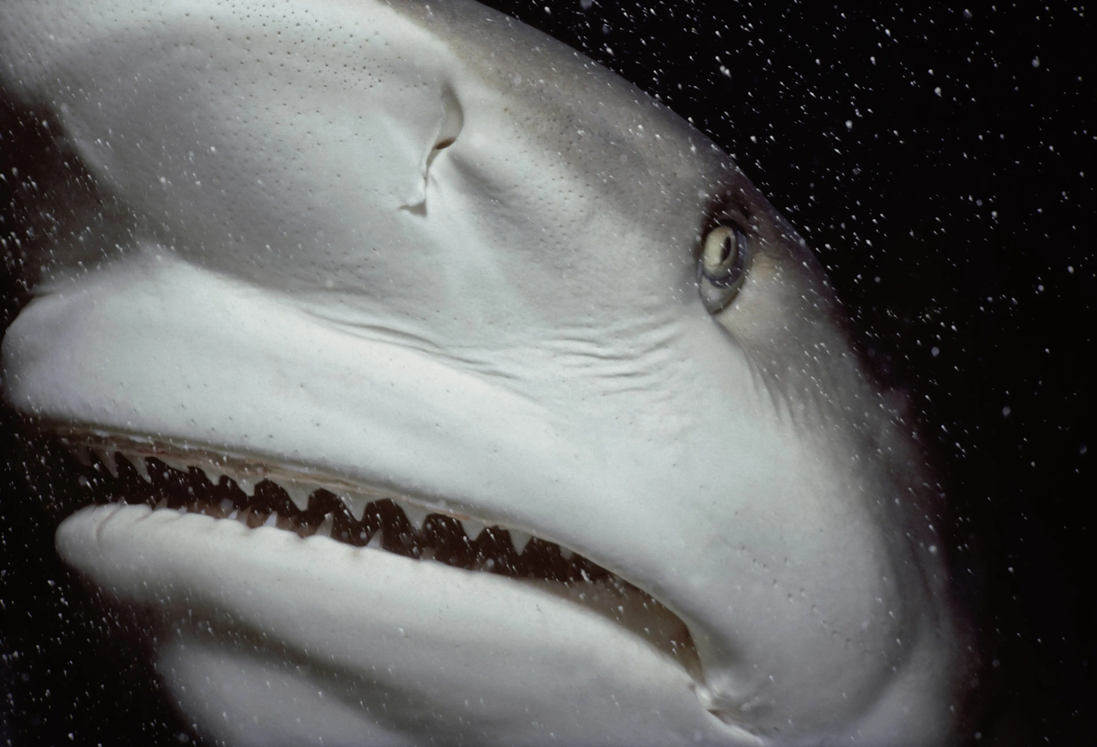 Caribbean Reef Shark
