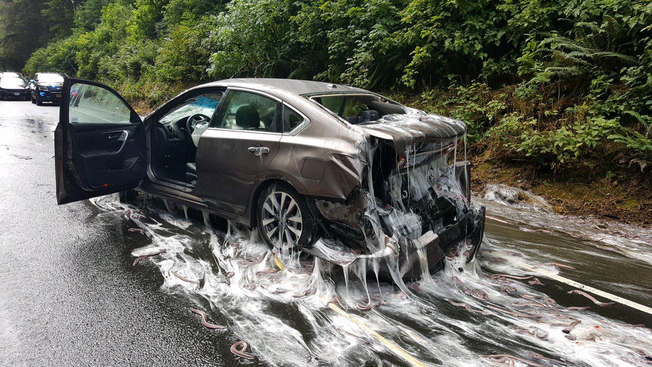 Eel truck overturns on Highway 101 in Oregon
